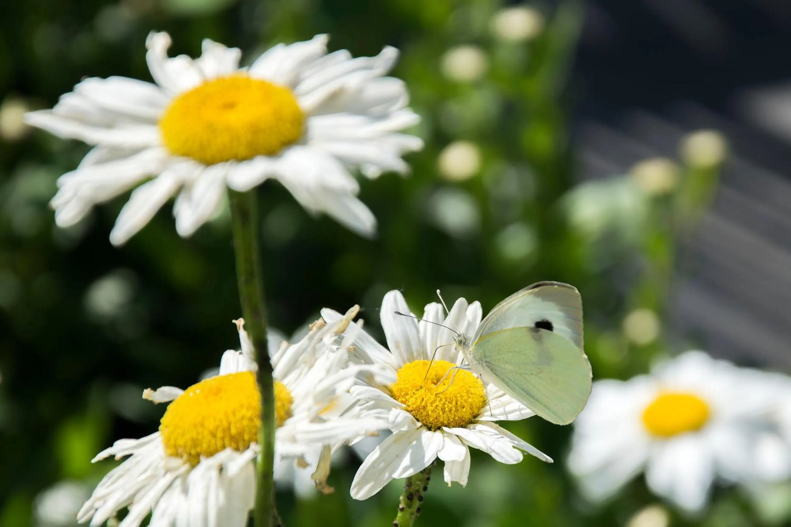 View (from property/room) in B&B De Oude Winning
