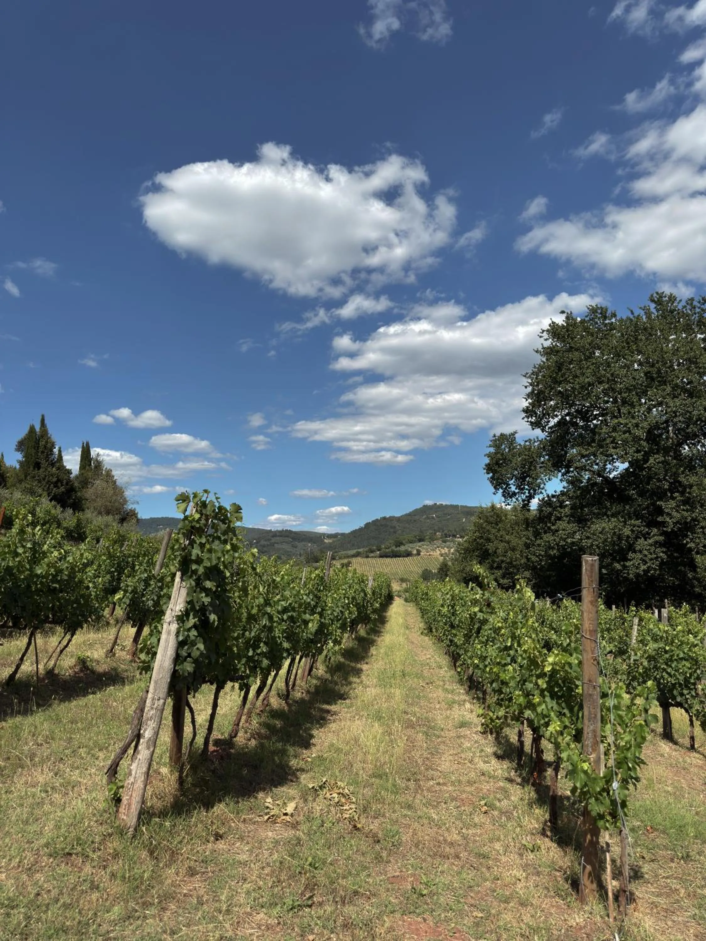 View (from property/room) in Terre di Baccio