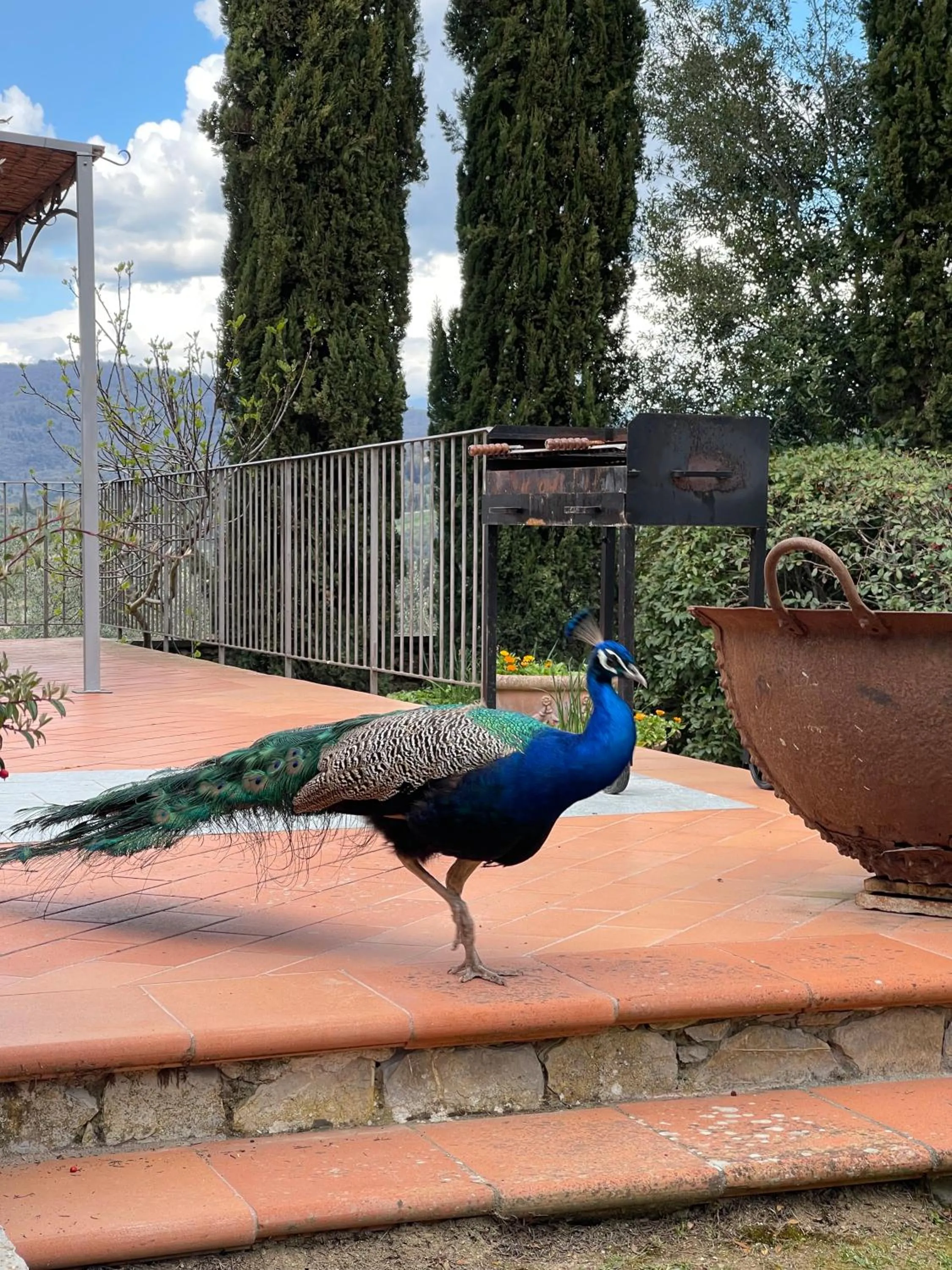 Animals in Terre di Baccio