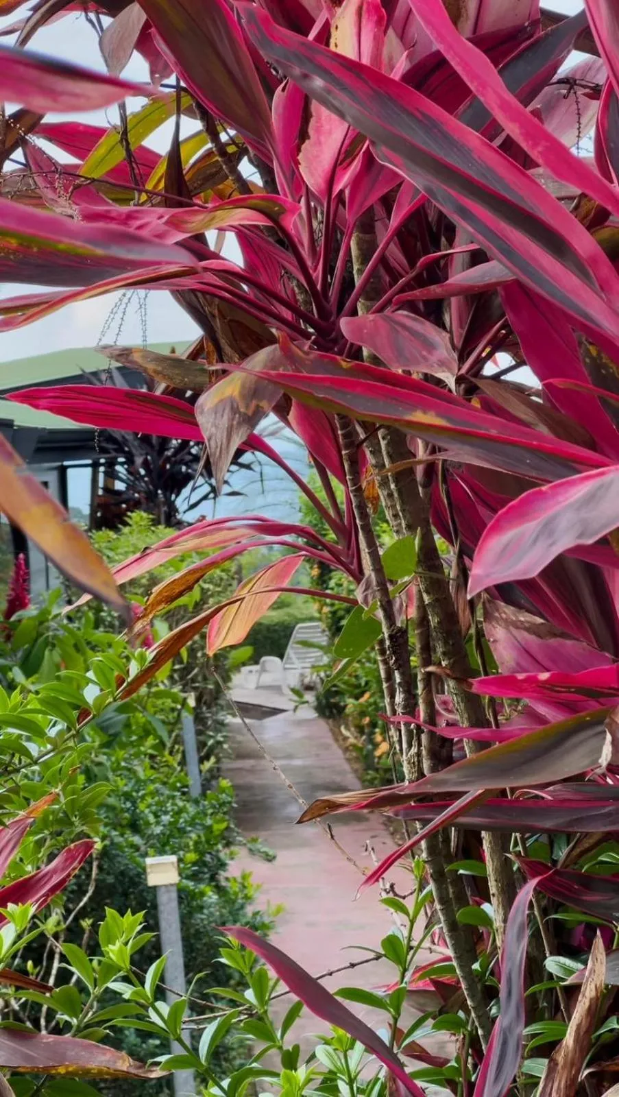 Garden in Eden Tica Lodge