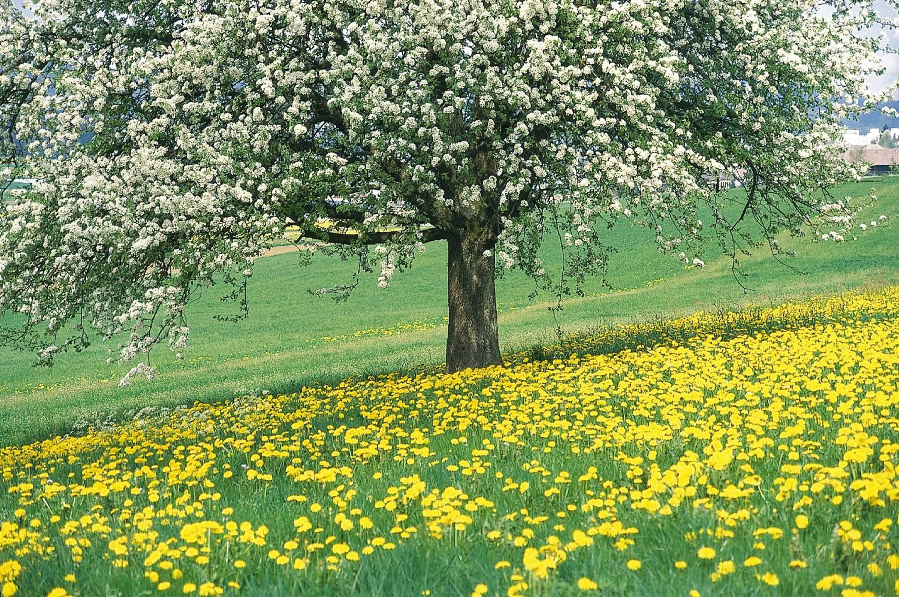 Spring in Romantik Parkhotel het Gulpdal