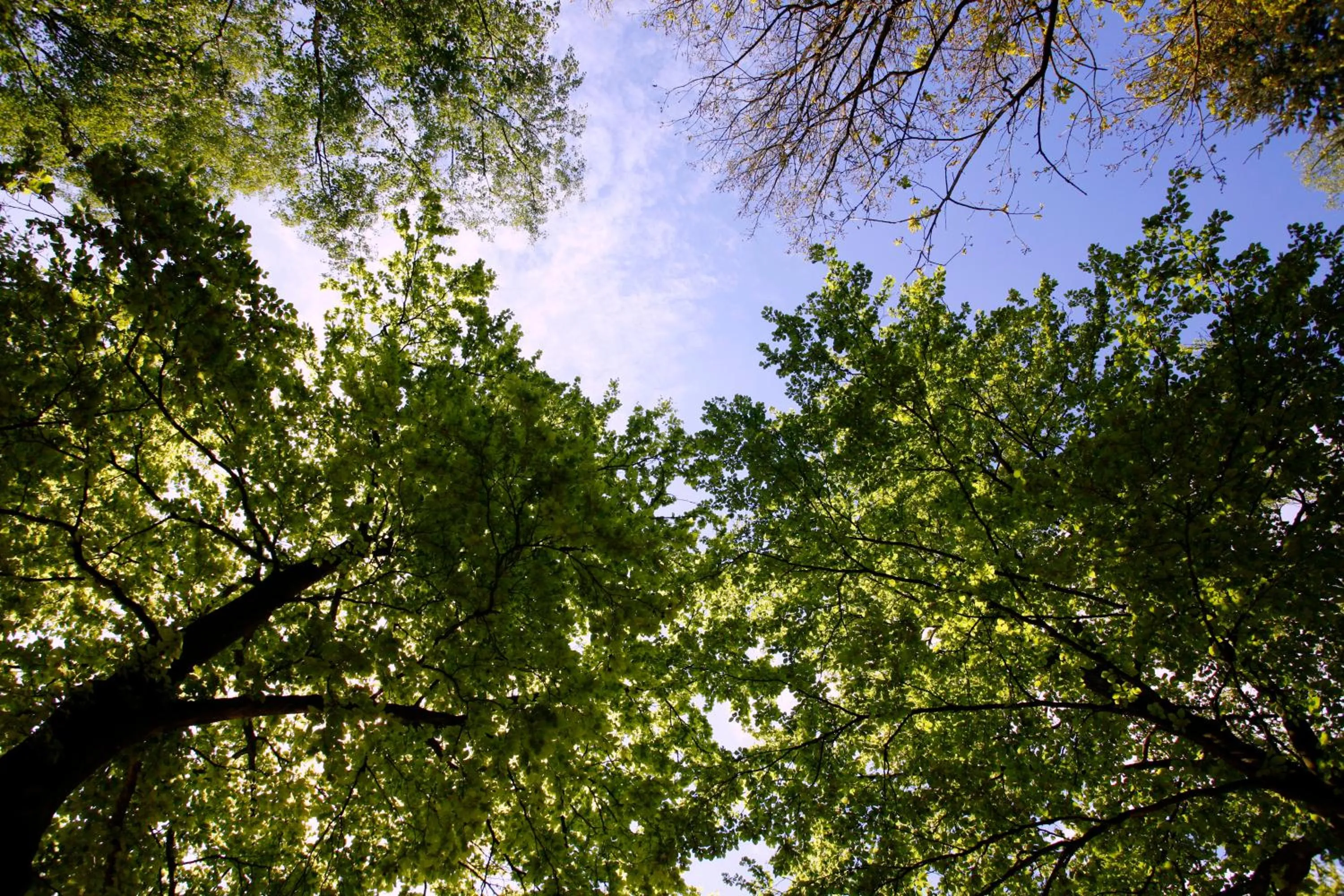 Other in Boshotel - Vlodrop, Roermond