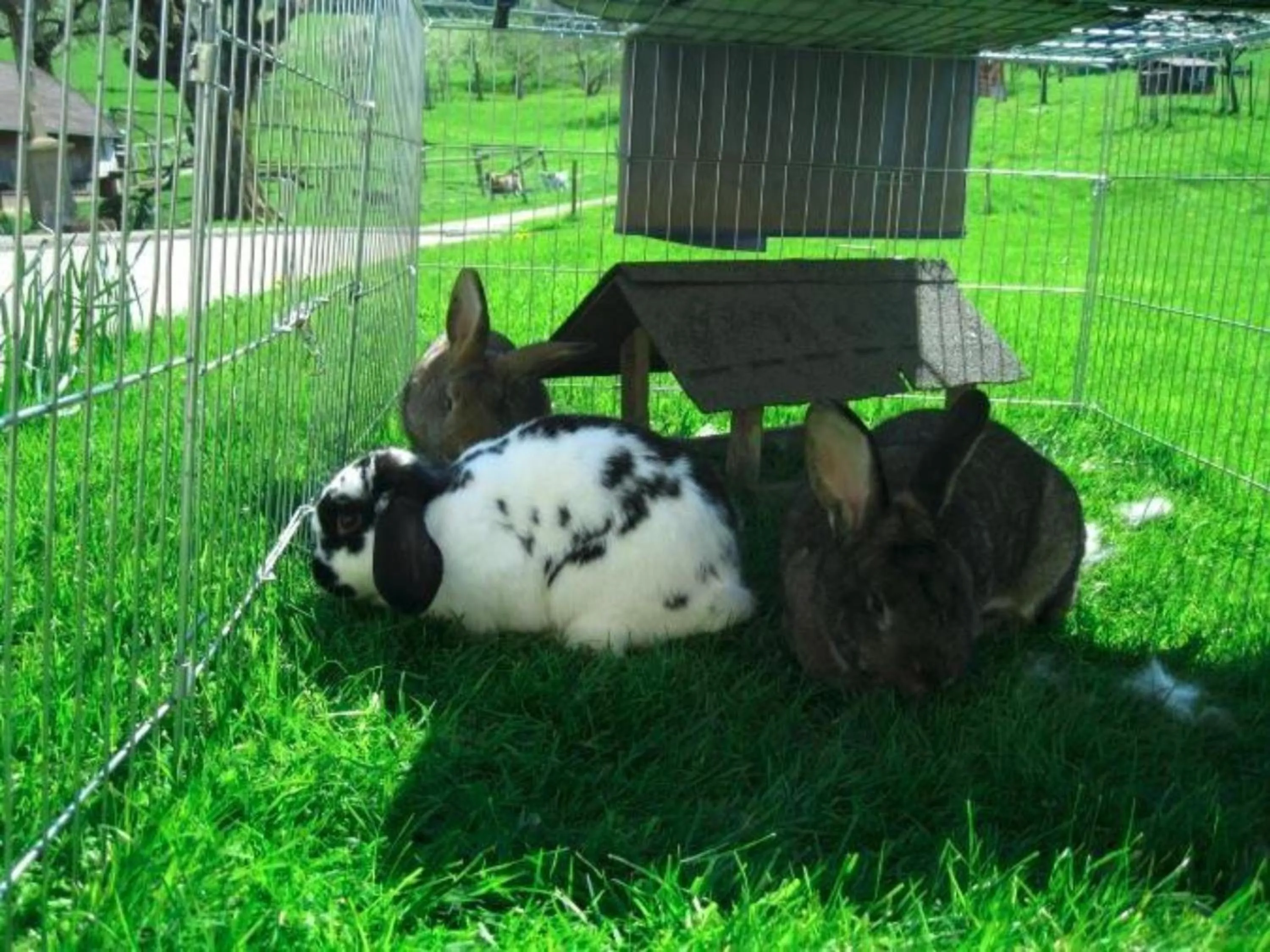 Animals in Ferienwohnungen Maierhof Oberried