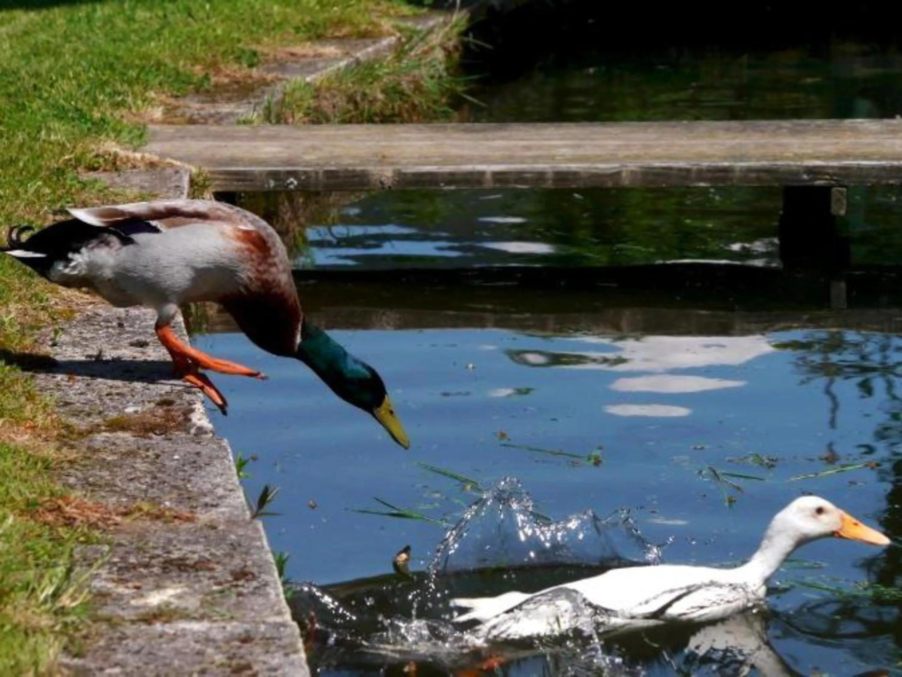 Animals in Ferienwohnungen Maierhof Oberried