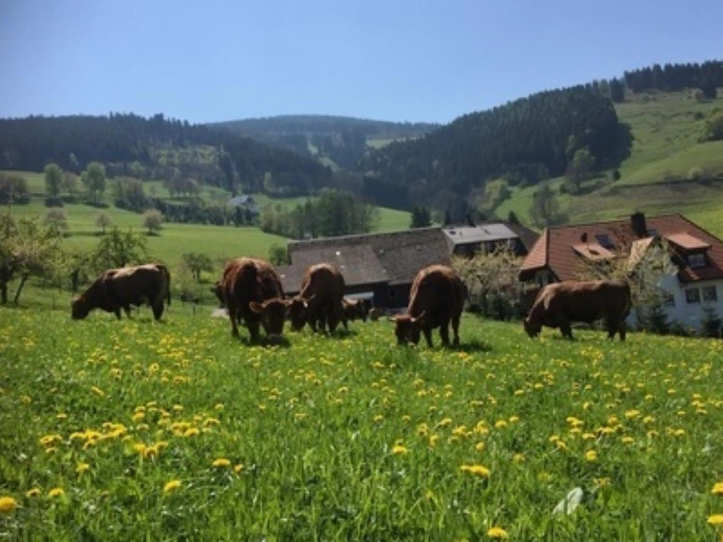 Animals in Ferienwohnungen Maierhof Oberried