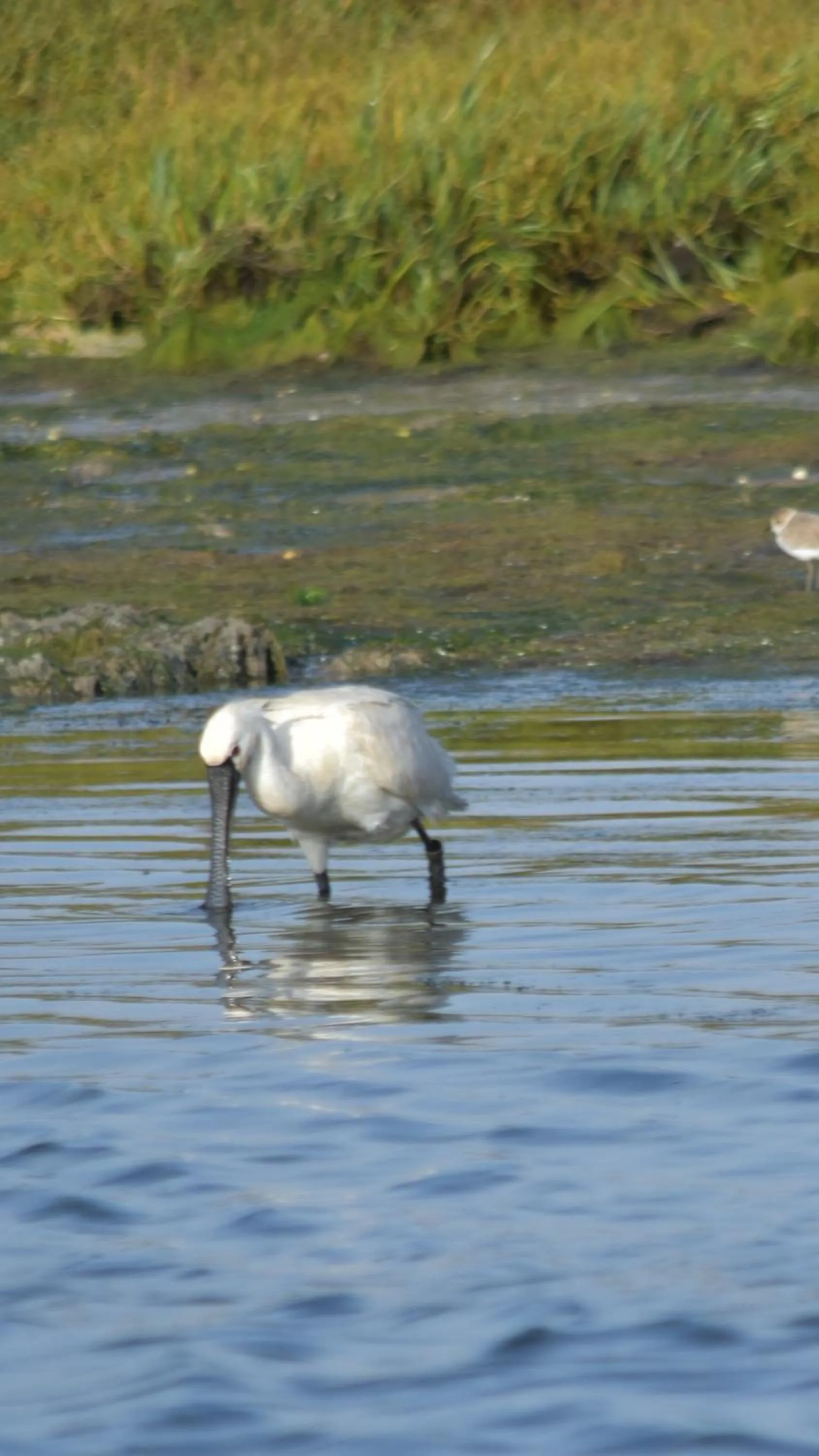 Animals in Villa La Falaise