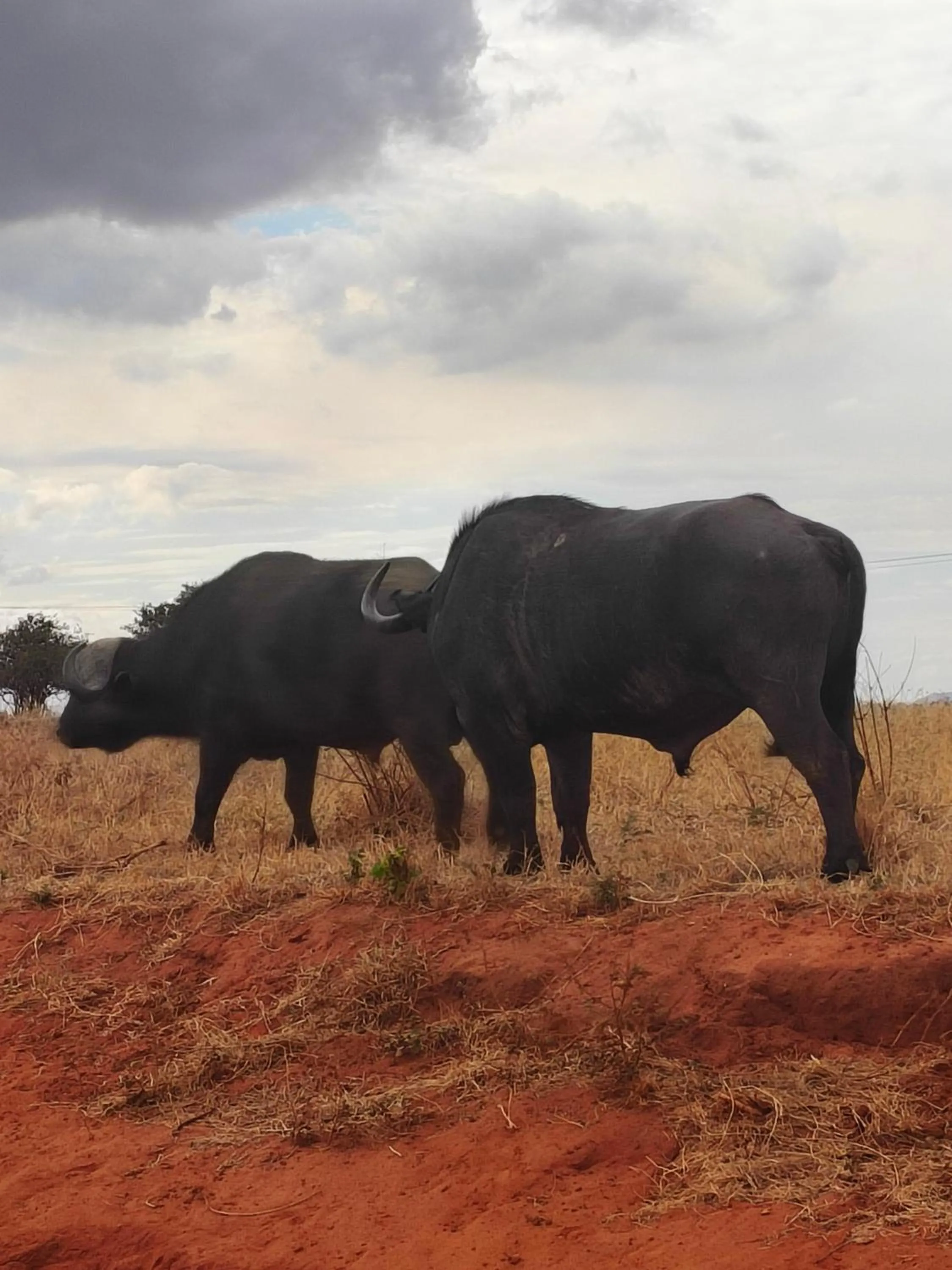 Animals in Tausa Tsavo Eco Lodge