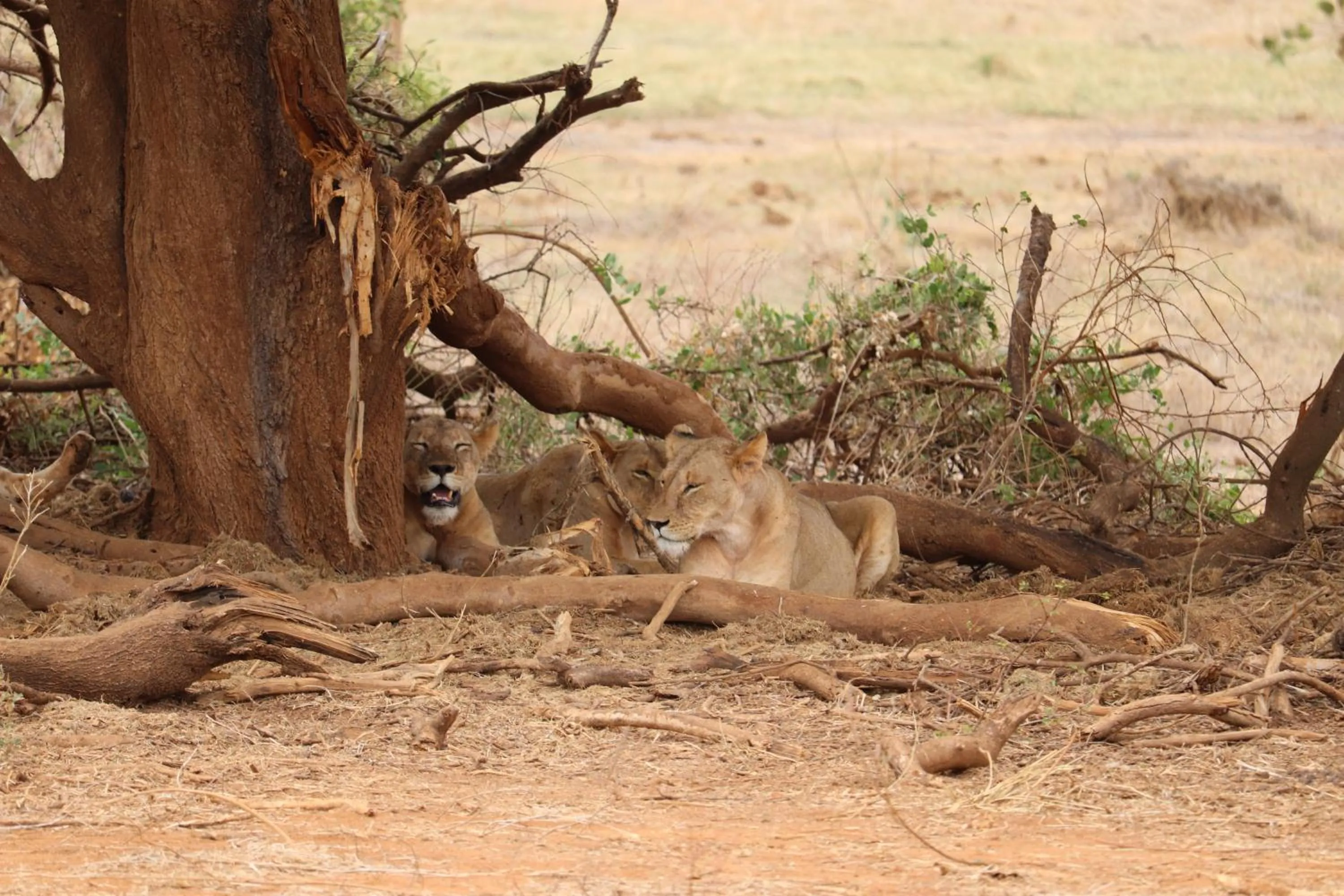 Animals in Tausa Tsavo Eco Lodge