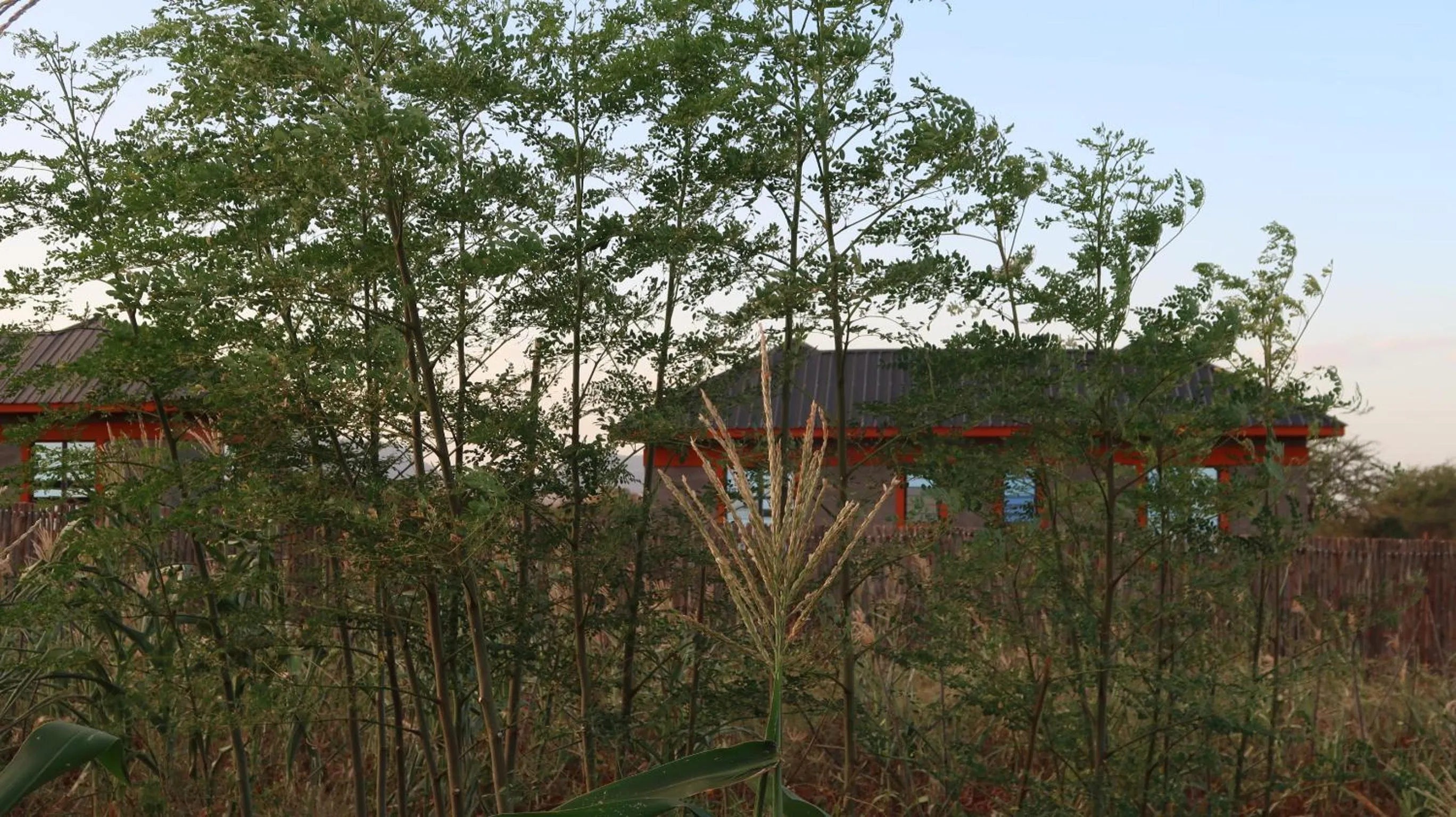 Garden view in Tausa Tsavo Eco Lodge