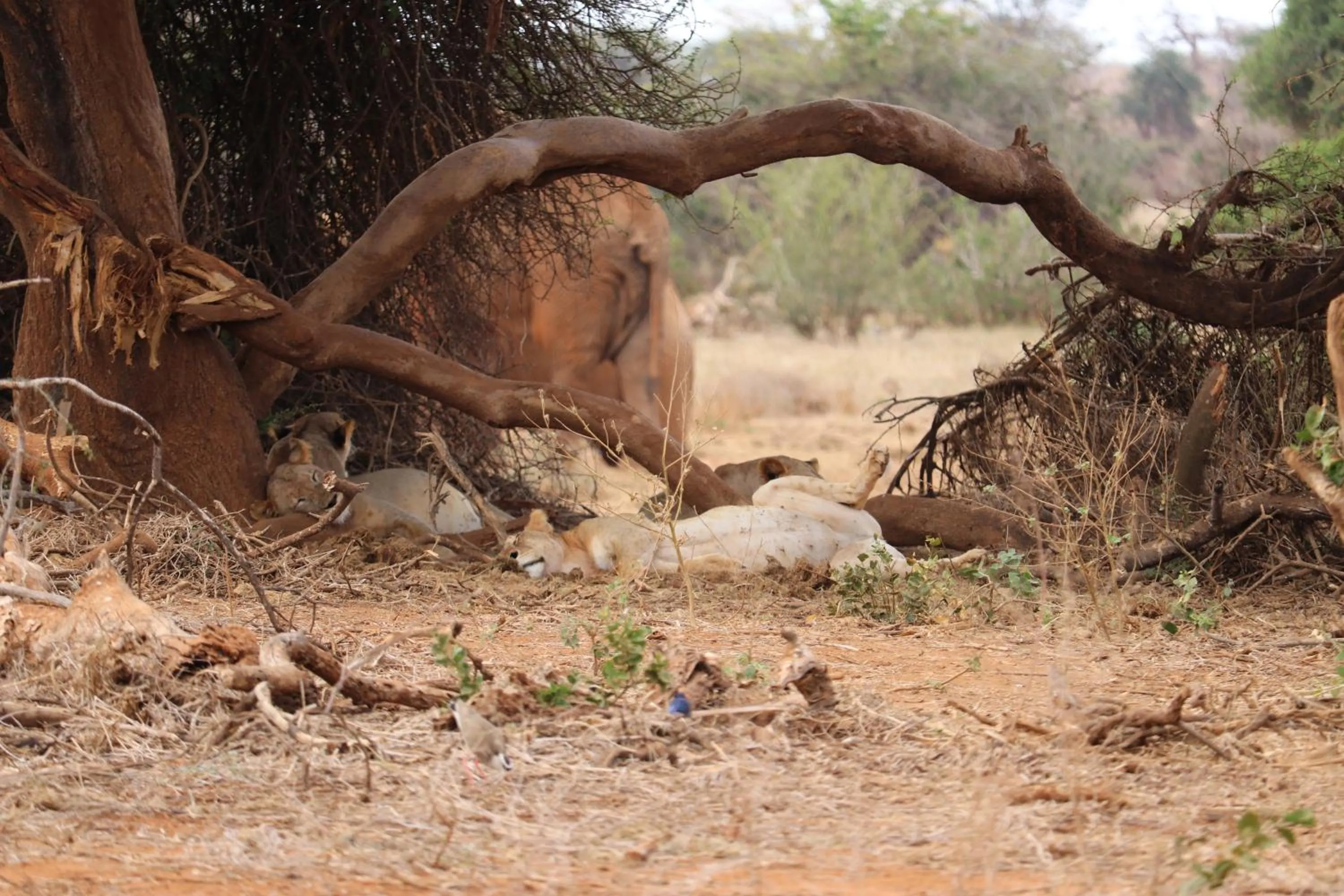 Animals in Tausa Tsavo Eco Lodge