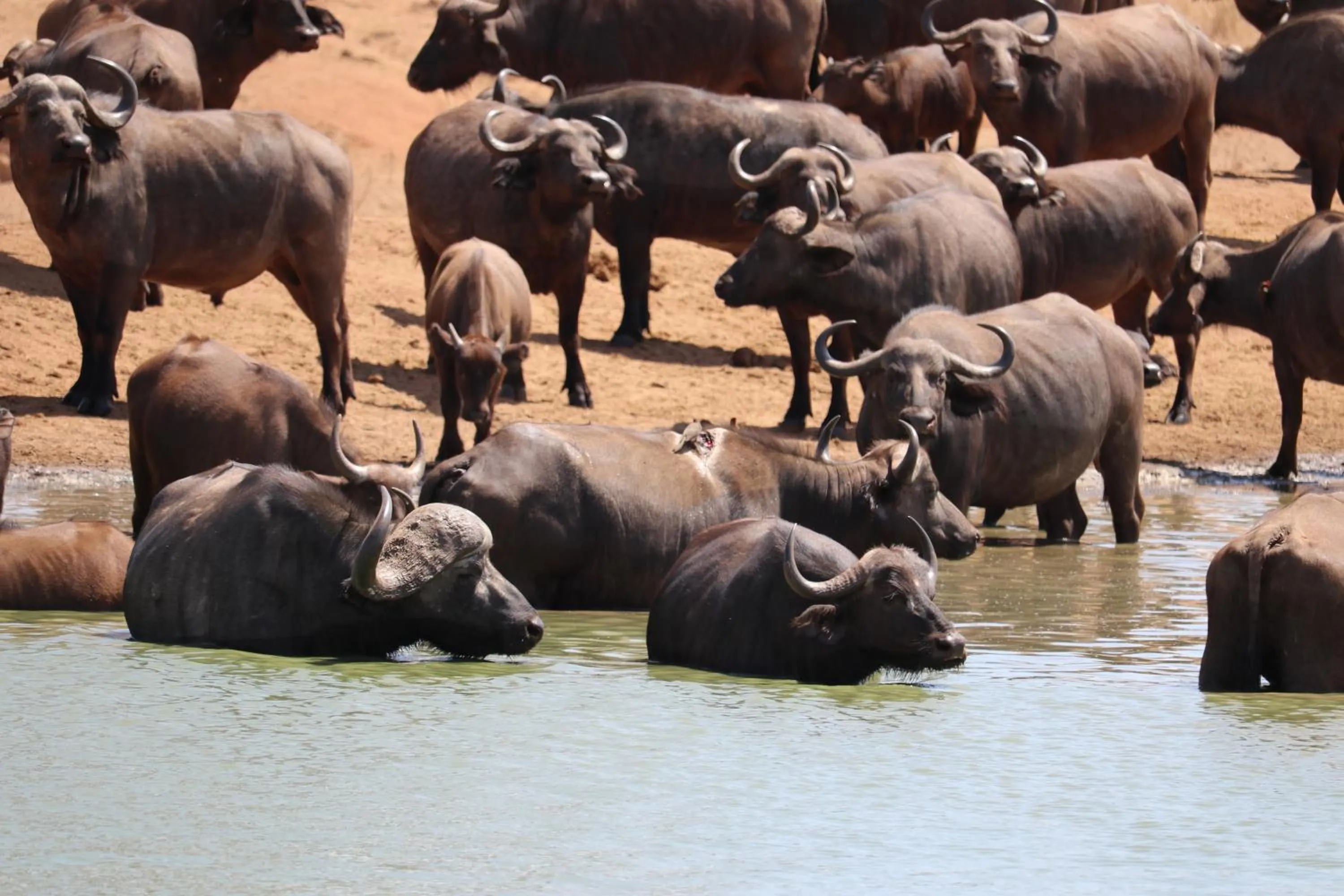Animals in Tausa Tsavo Eco Lodge