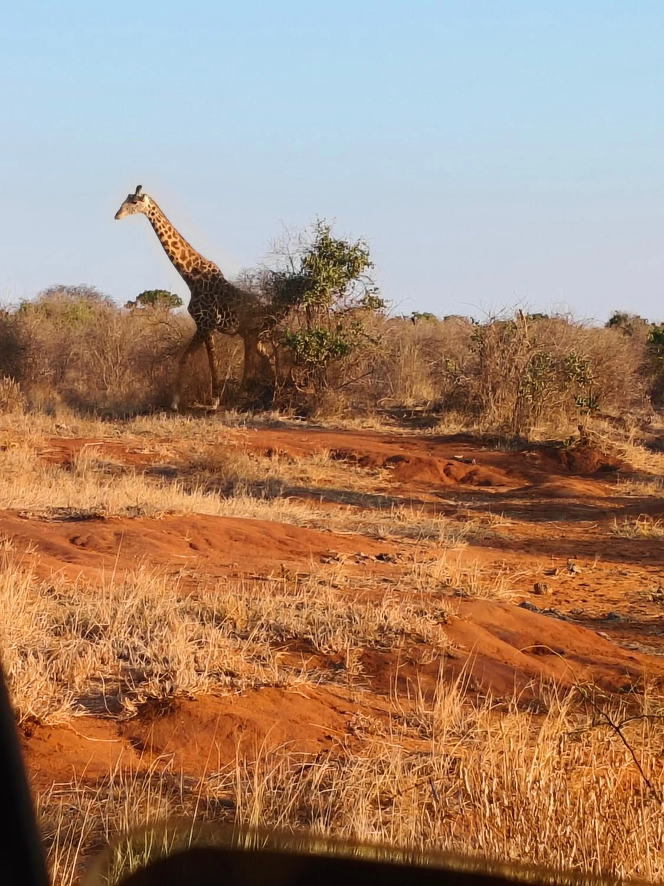 Animals in Tausa Tsavo Eco Lodge