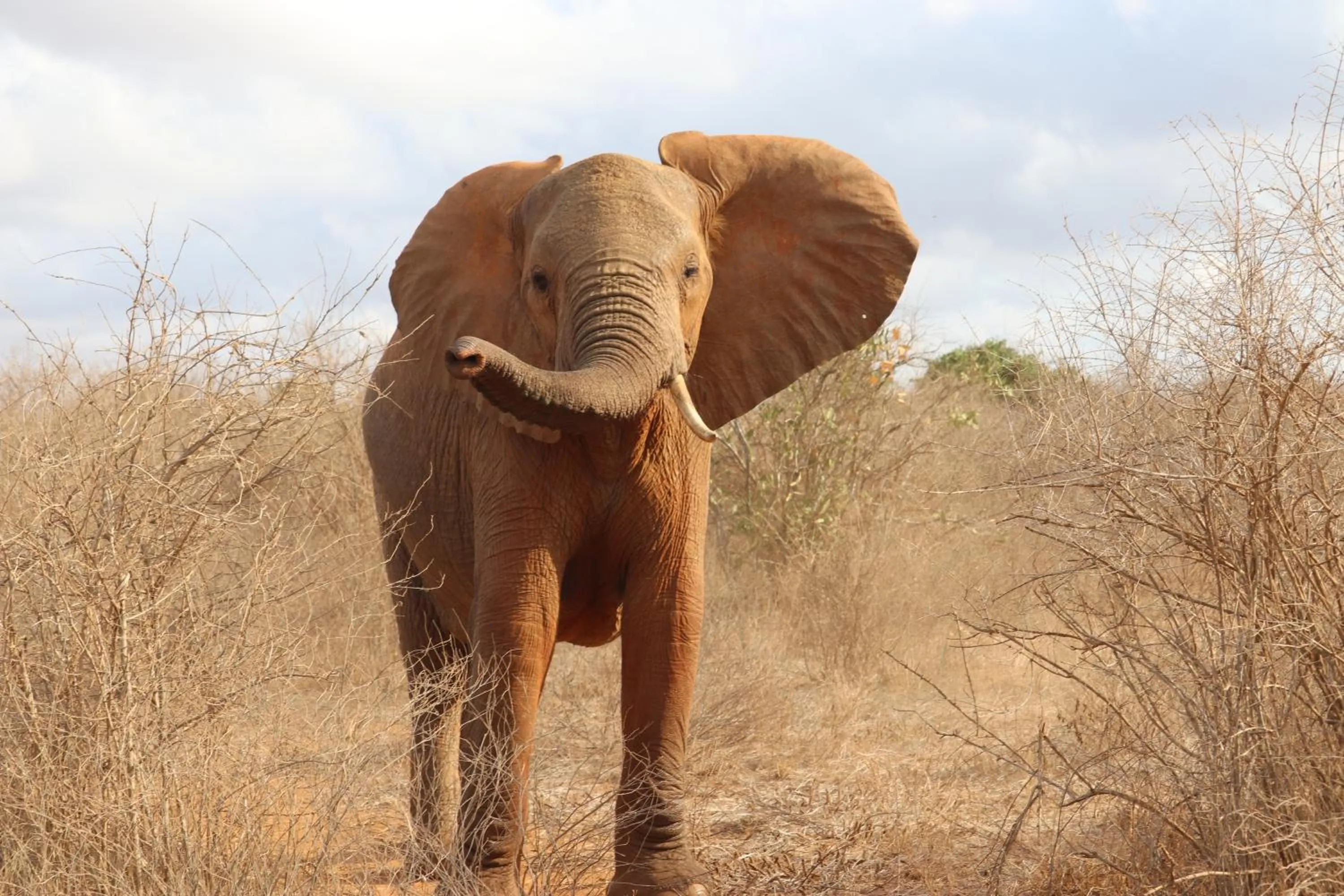 Animals in Tausa Tsavo Eco Lodge