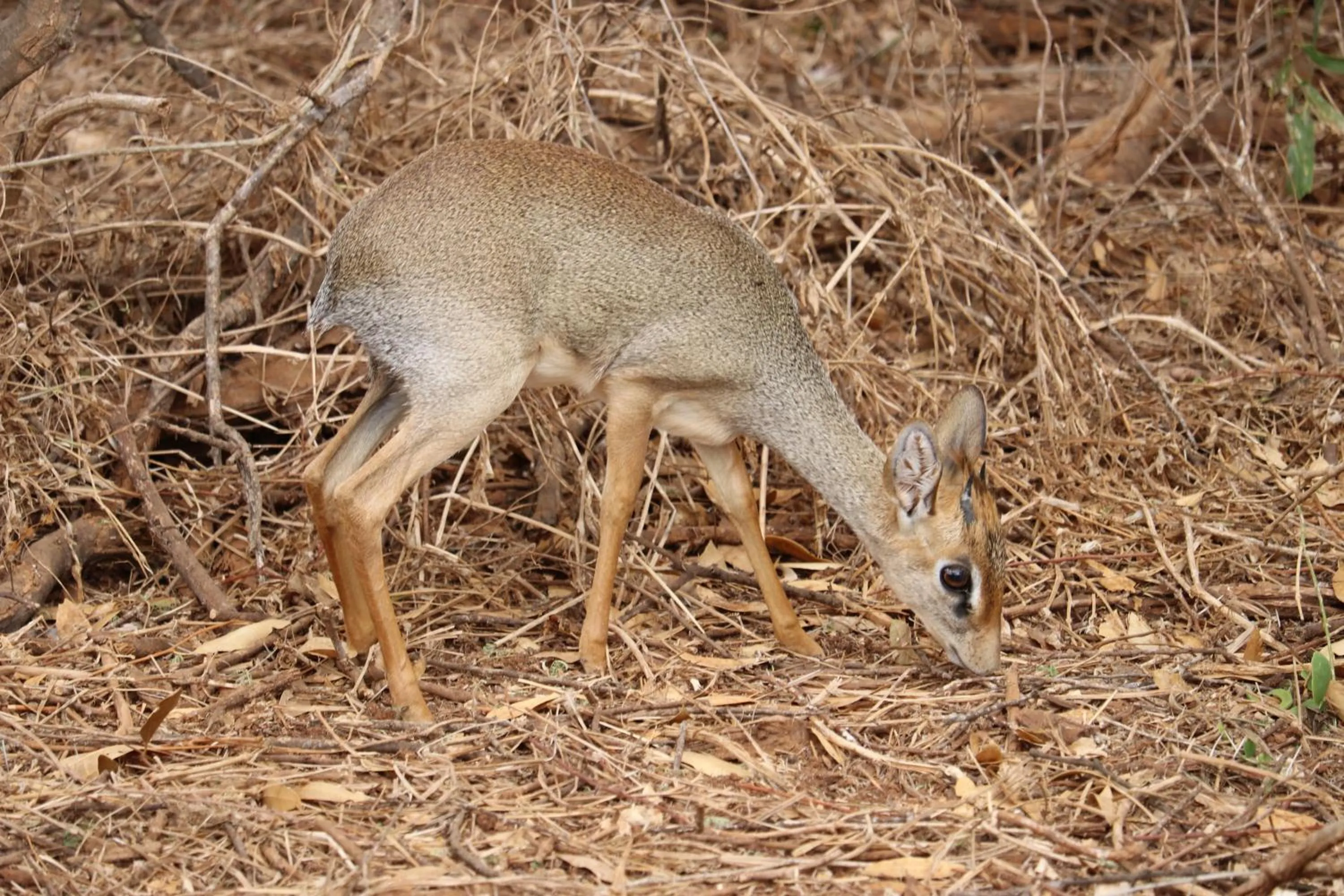Animals in Tausa Tsavo Eco Lodge