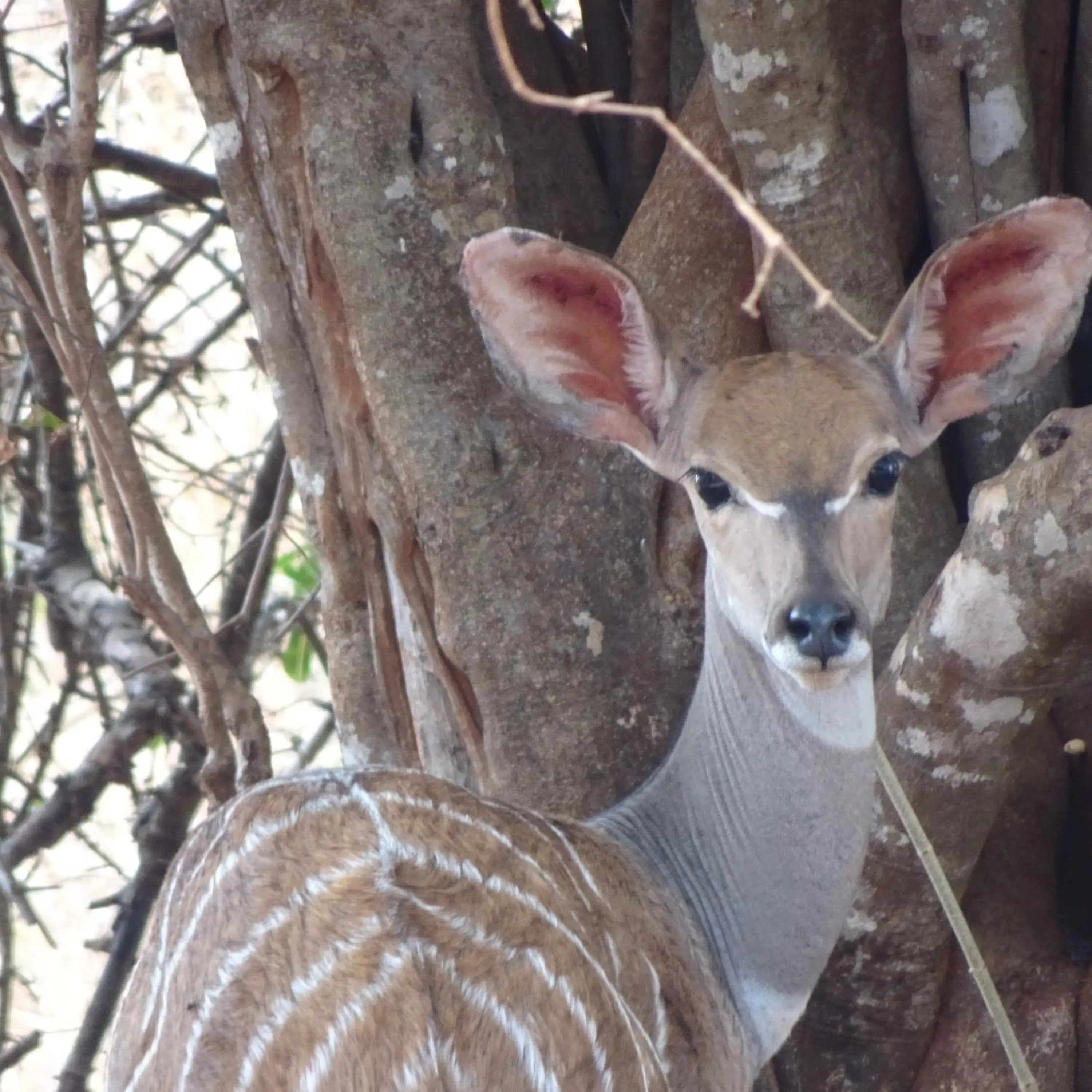Animals in Tausa Tsavo Eco Lodge