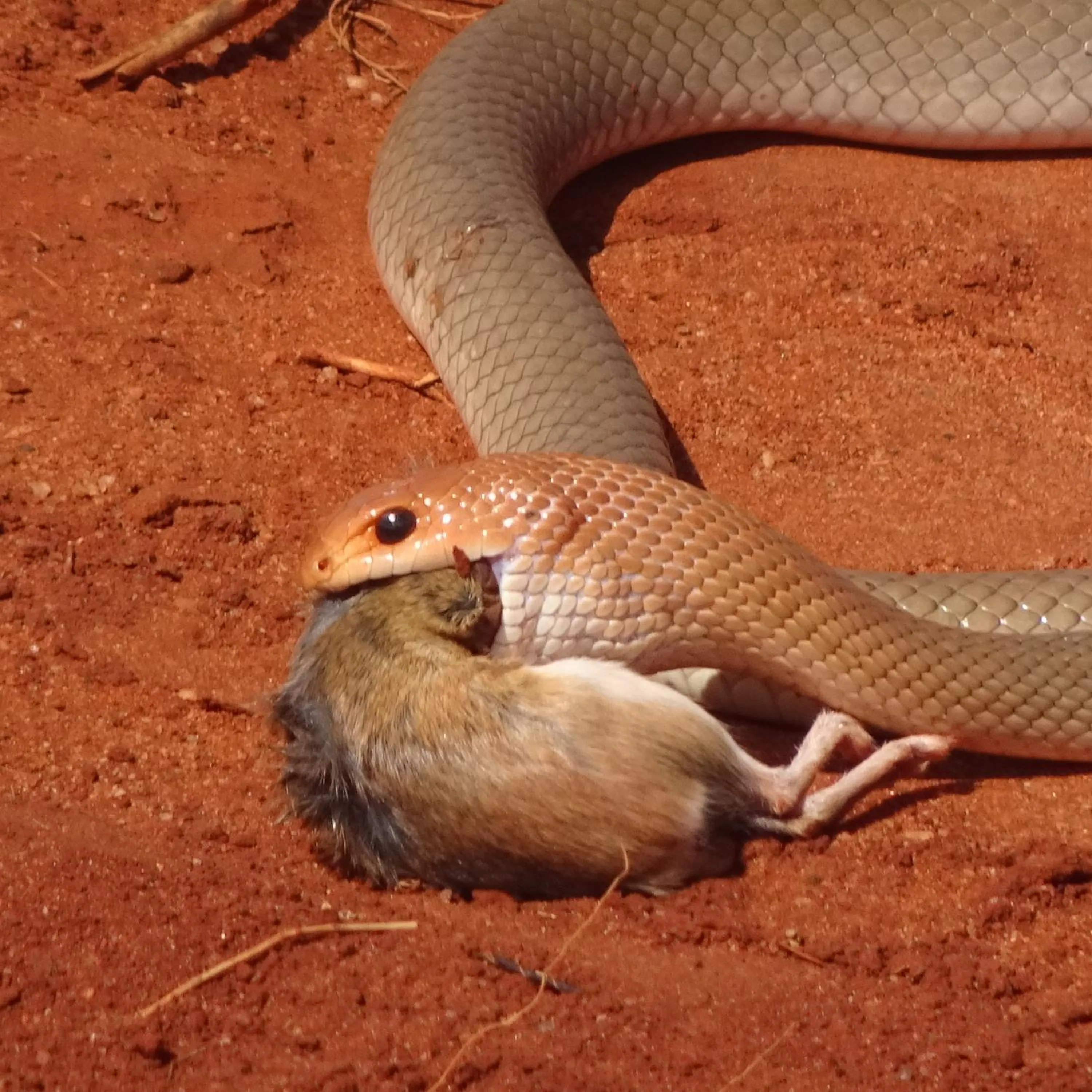 Animals in Tausa Tsavo Eco Lodge