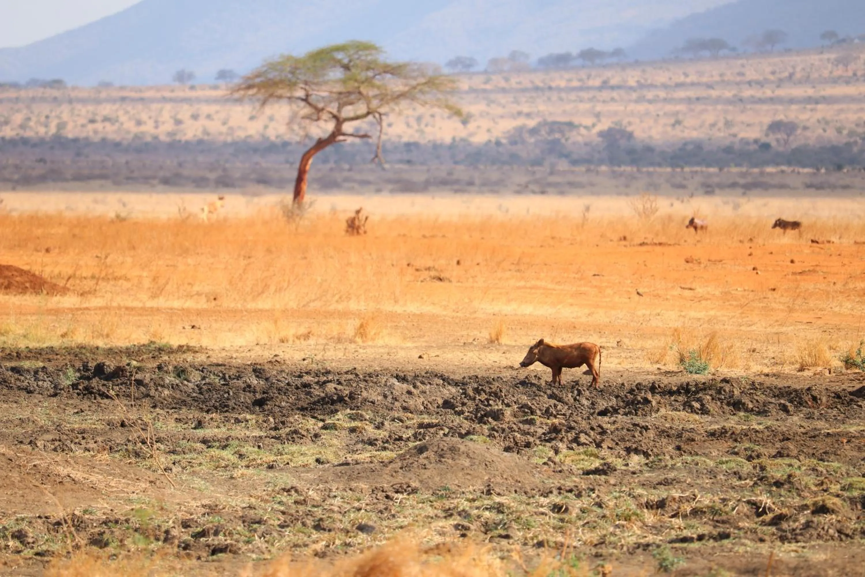 Animals in Tausa Tsavo Eco Lodge