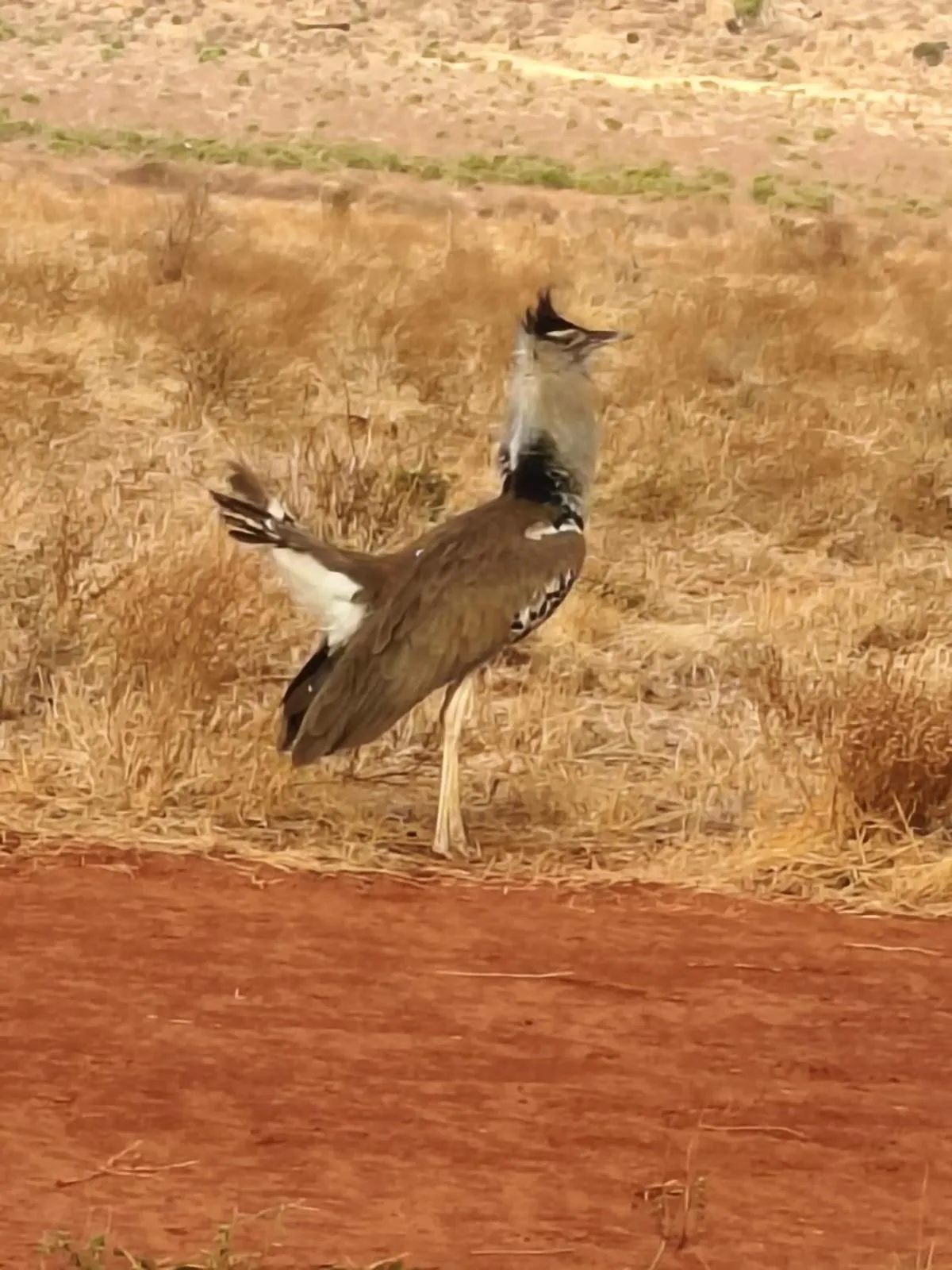 Pets in Tausa Tsavo Eco Lodge