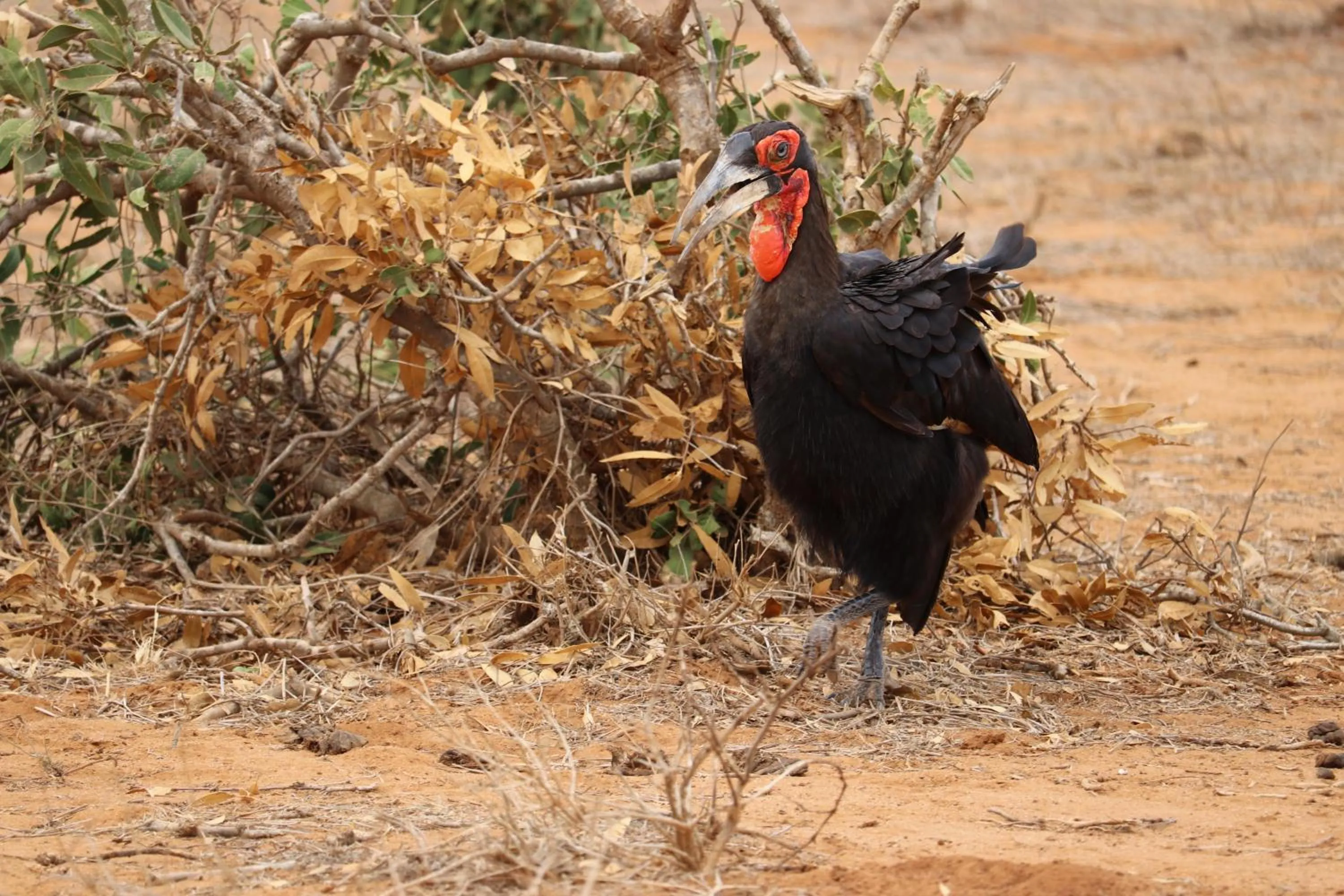 Animals in Tausa Tsavo Eco Lodge
