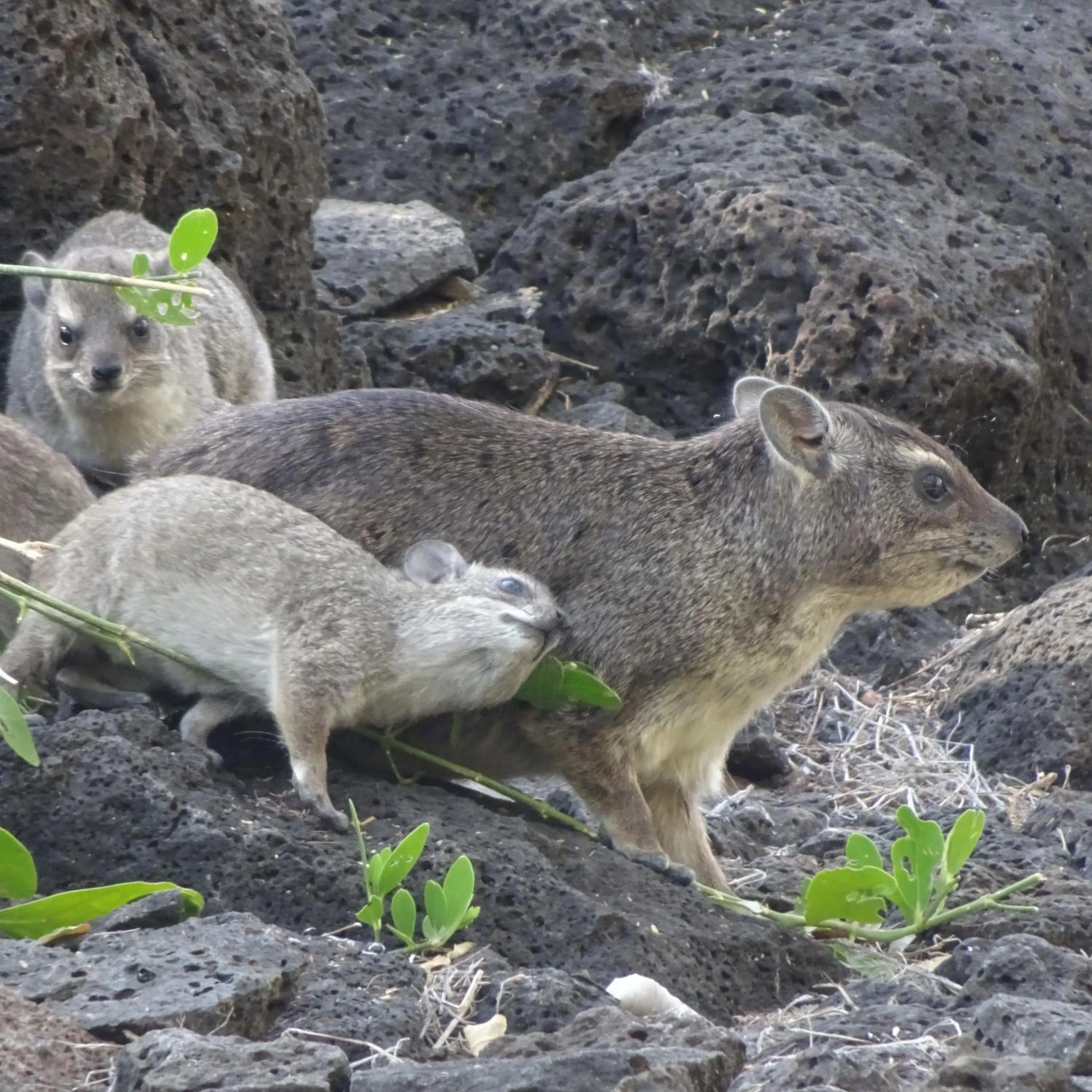 Animals in Tausa Tsavo Eco Lodge