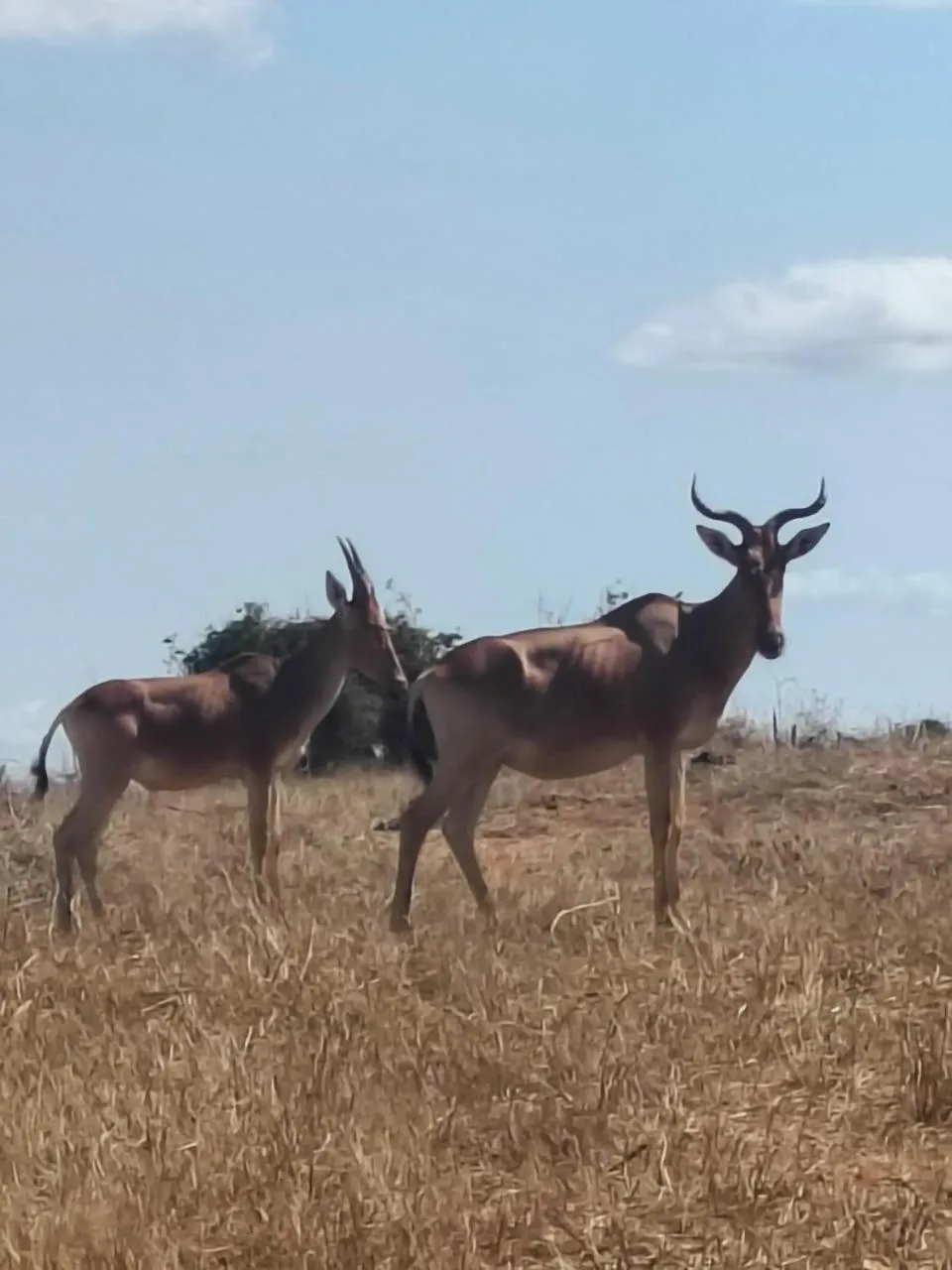 Animals in Tausa Tsavo Eco Lodge