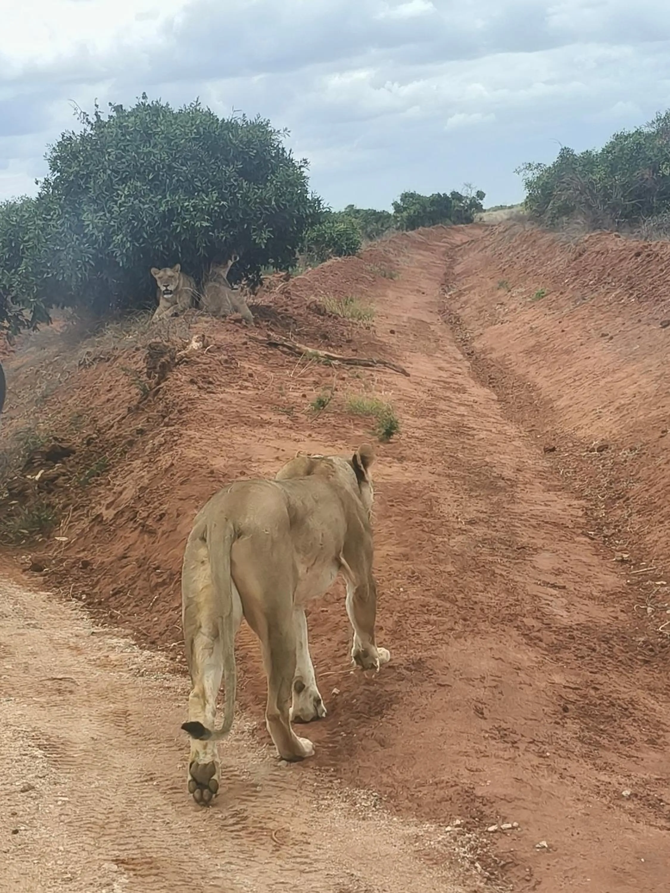 Animals in Tausa Tsavo Eco Lodge
