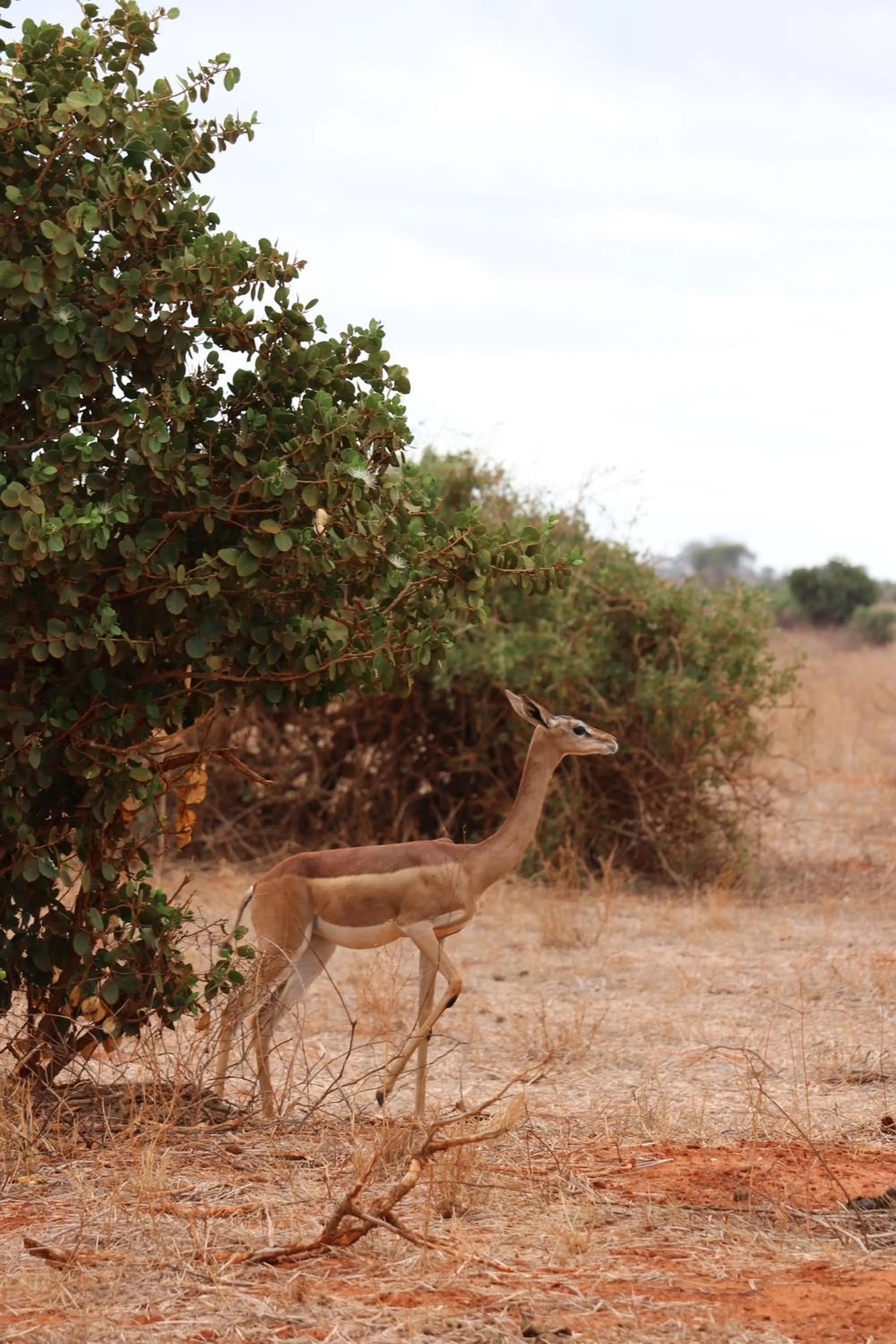 Animals in Tausa Tsavo Eco Lodge