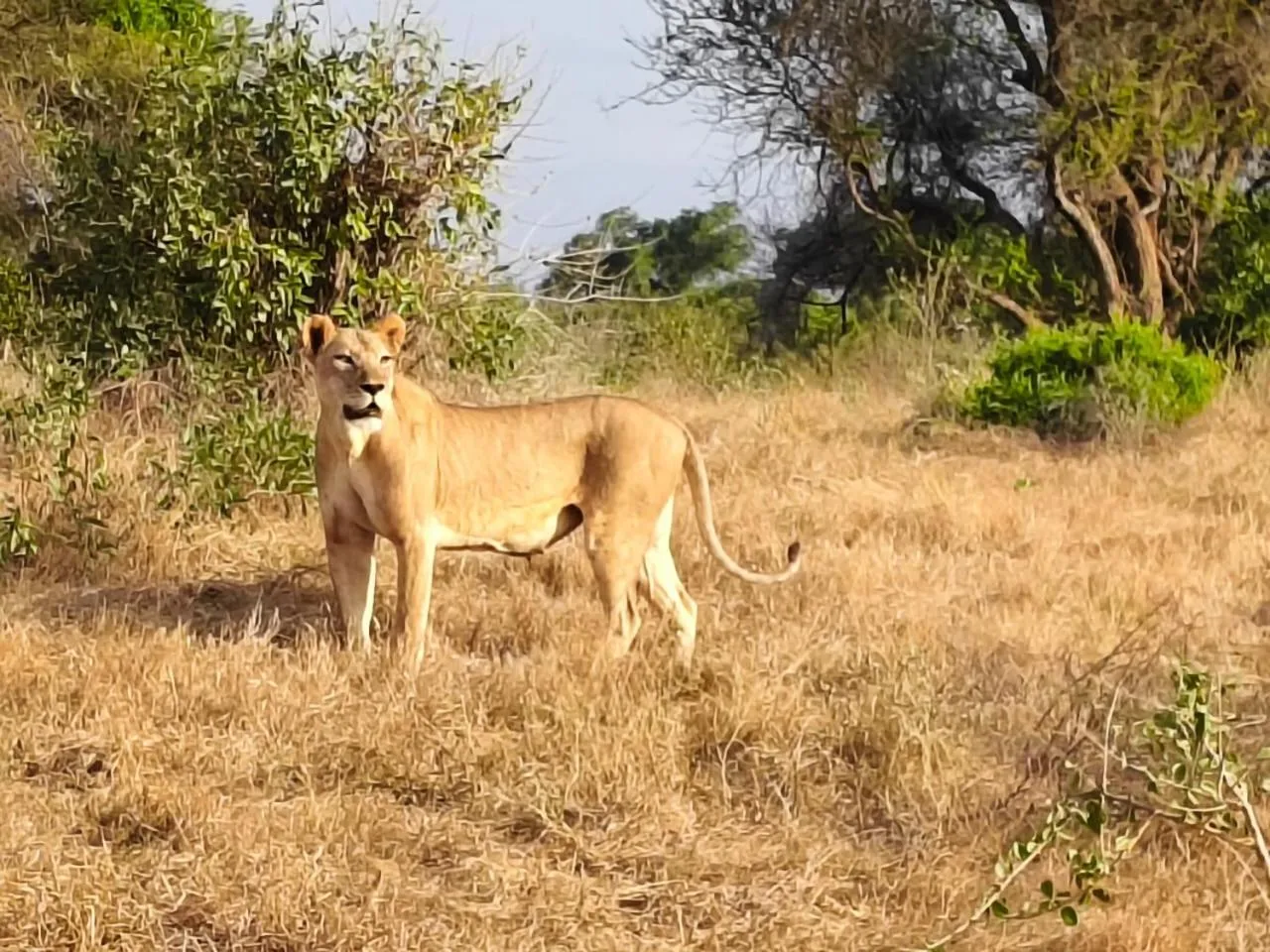 Property building in Tausa Tsavo Eco Lodge