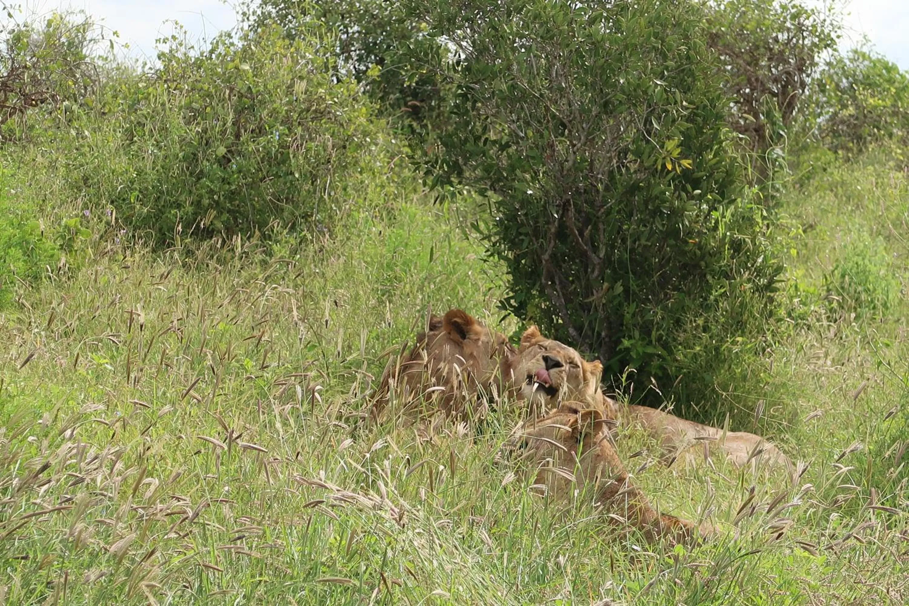 Animals in Tausa Tsavo Eco Lodge
