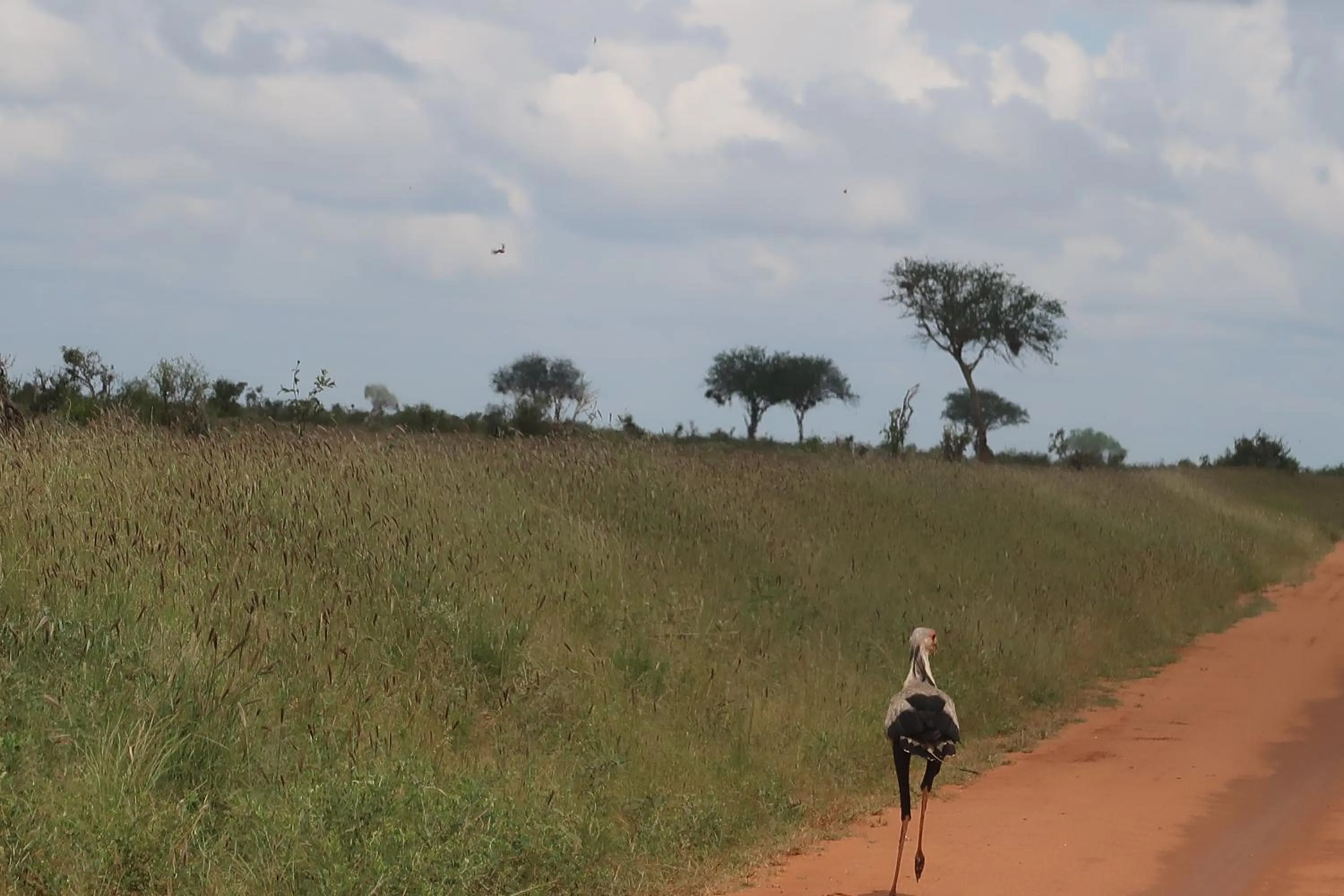 Animals in Tausa Tsavo Eco Lodge
