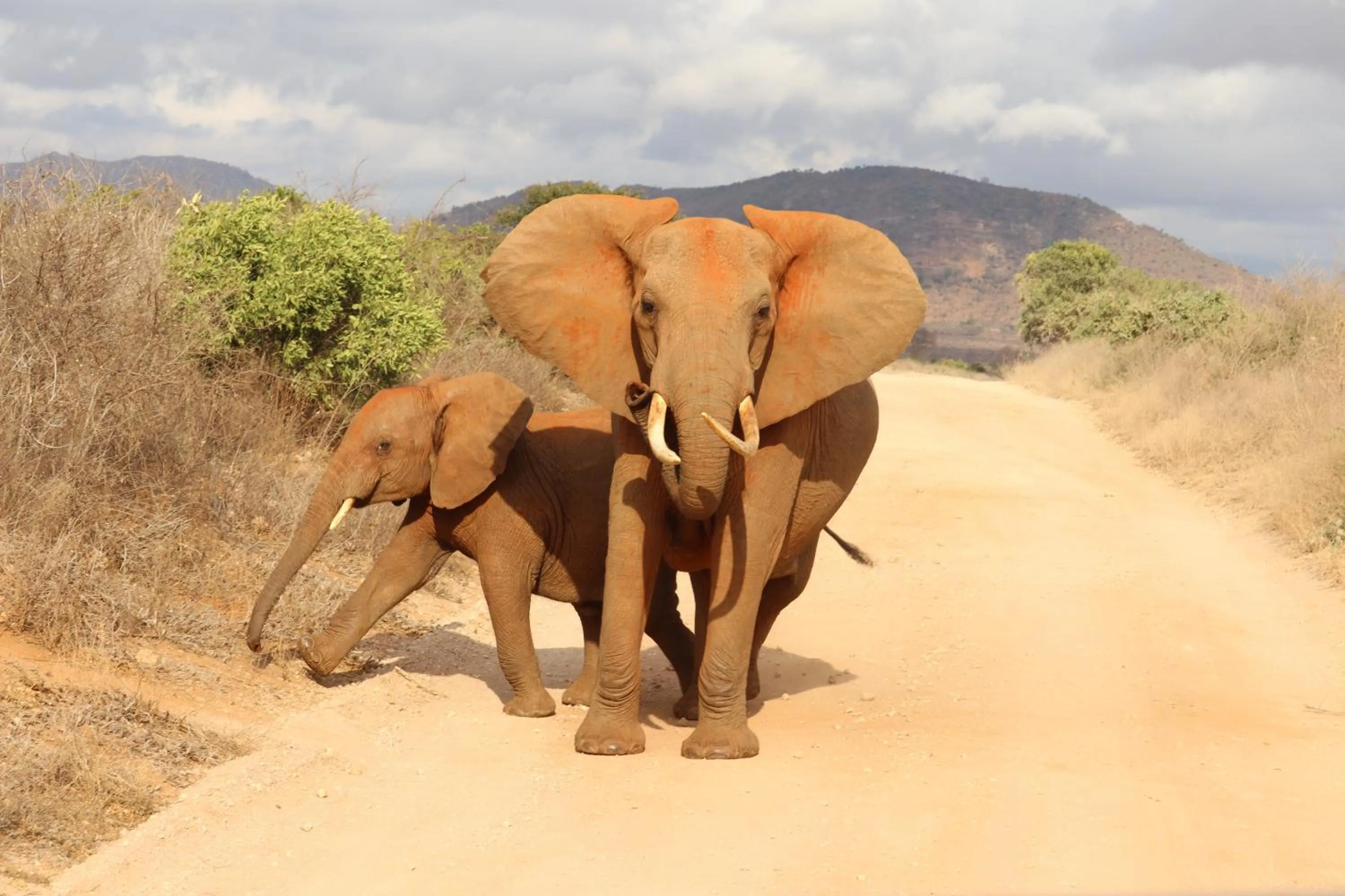 Animals in Tausa Tsavo Eco Lodge