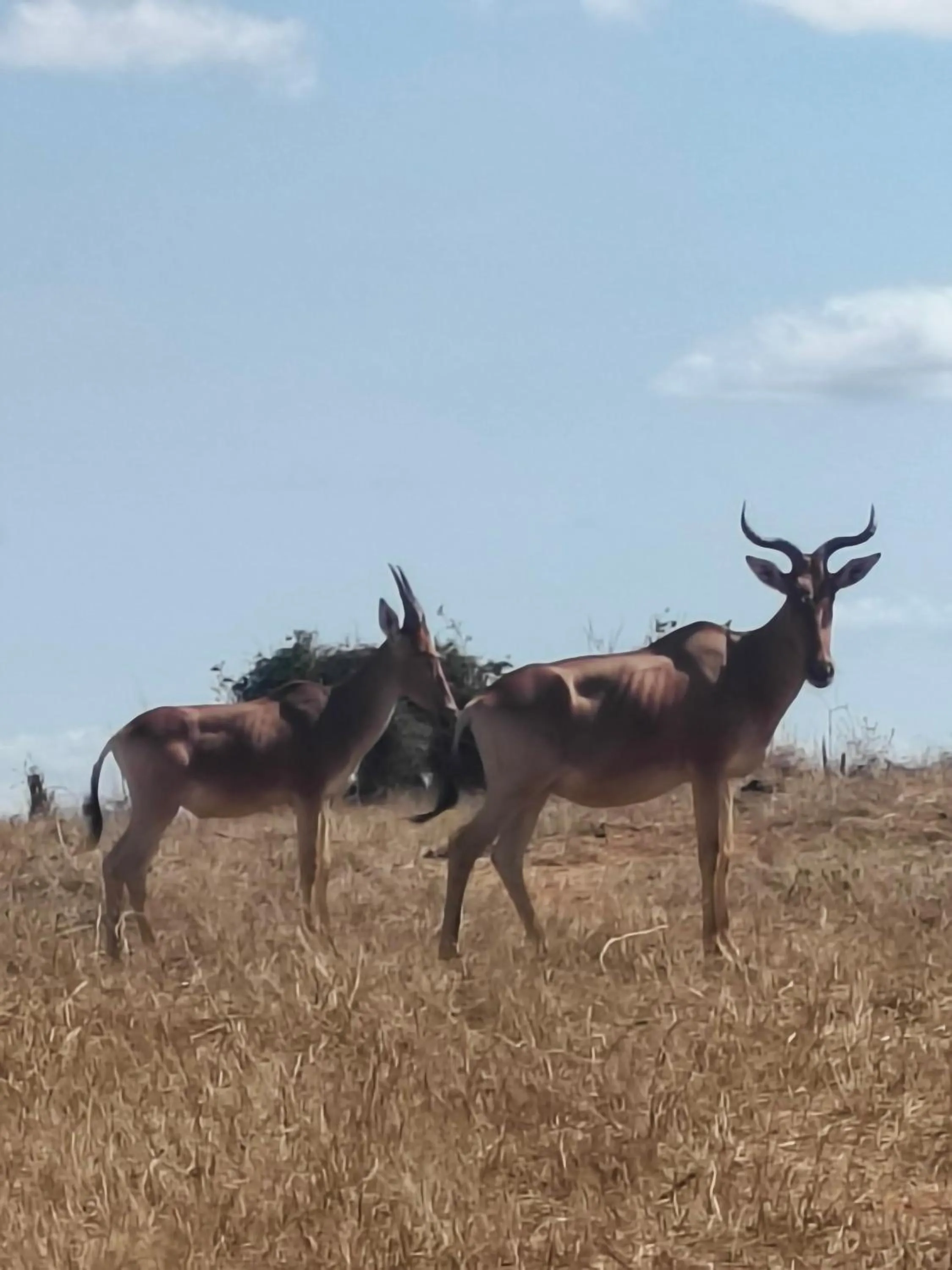 Animals in Tausa Tsavo Eco Lodge