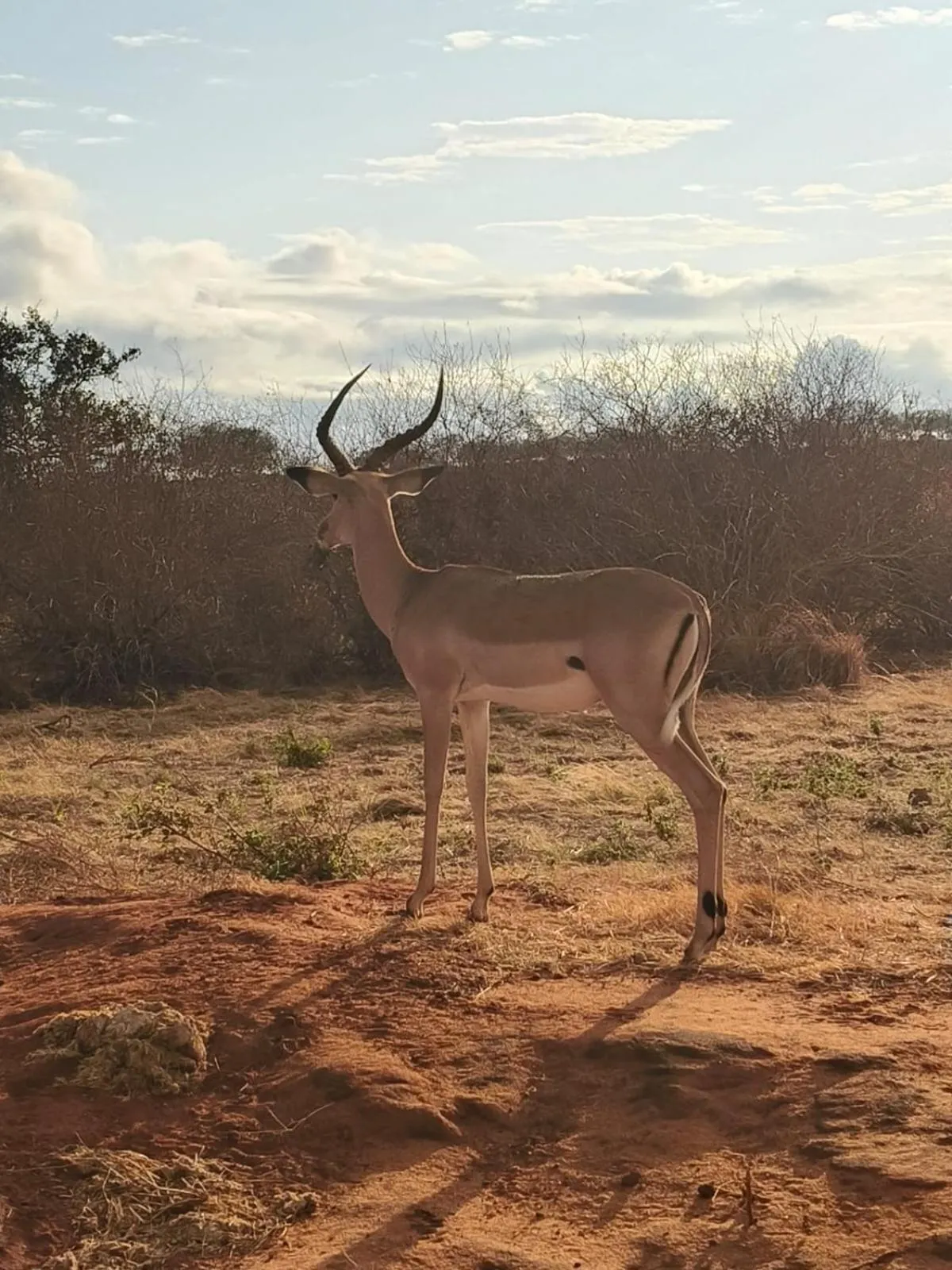 Animals in Tausa Tsavo Eco Lodge