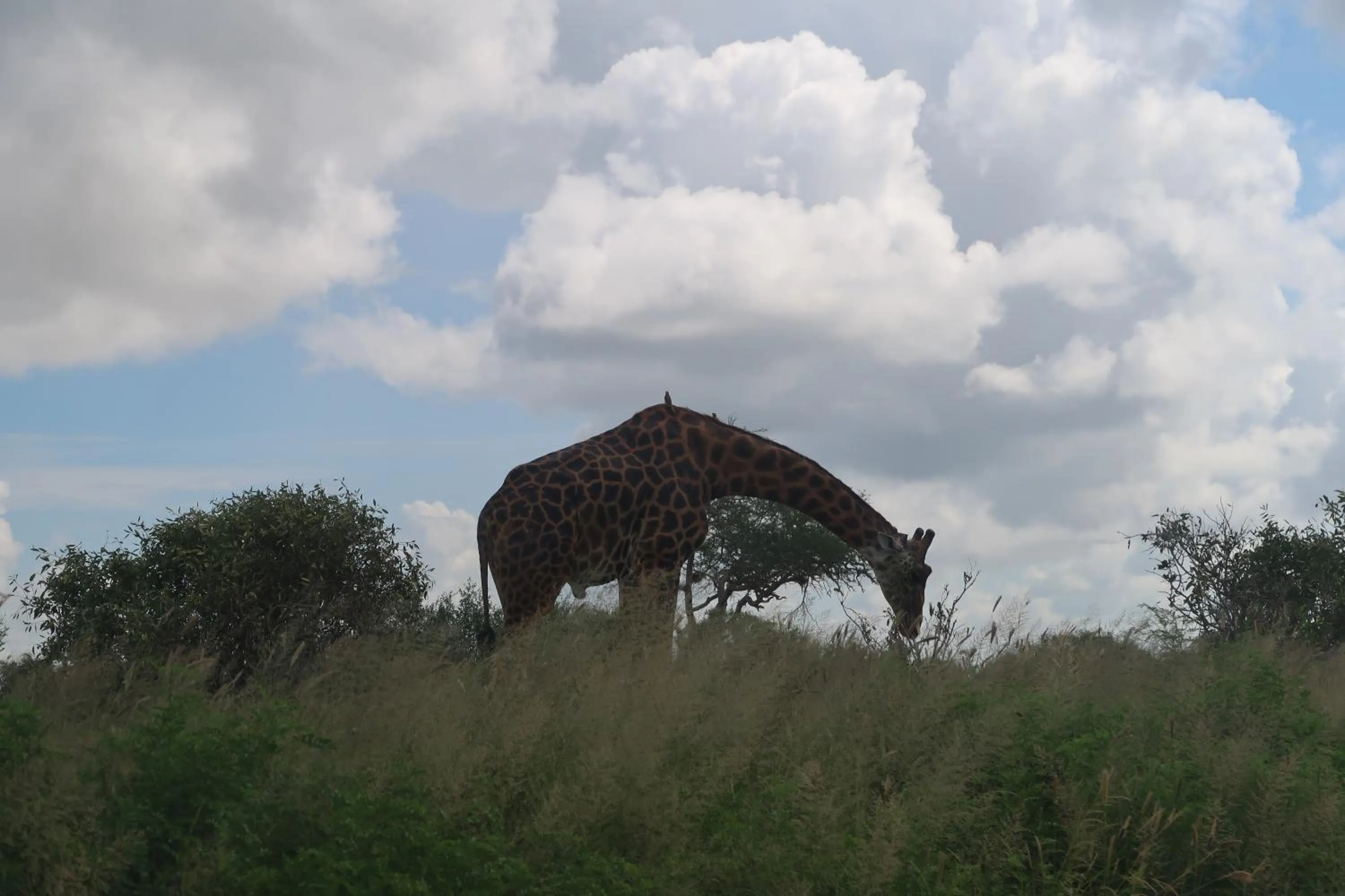 Animals in Tausa Tsavo Eco Lodge
