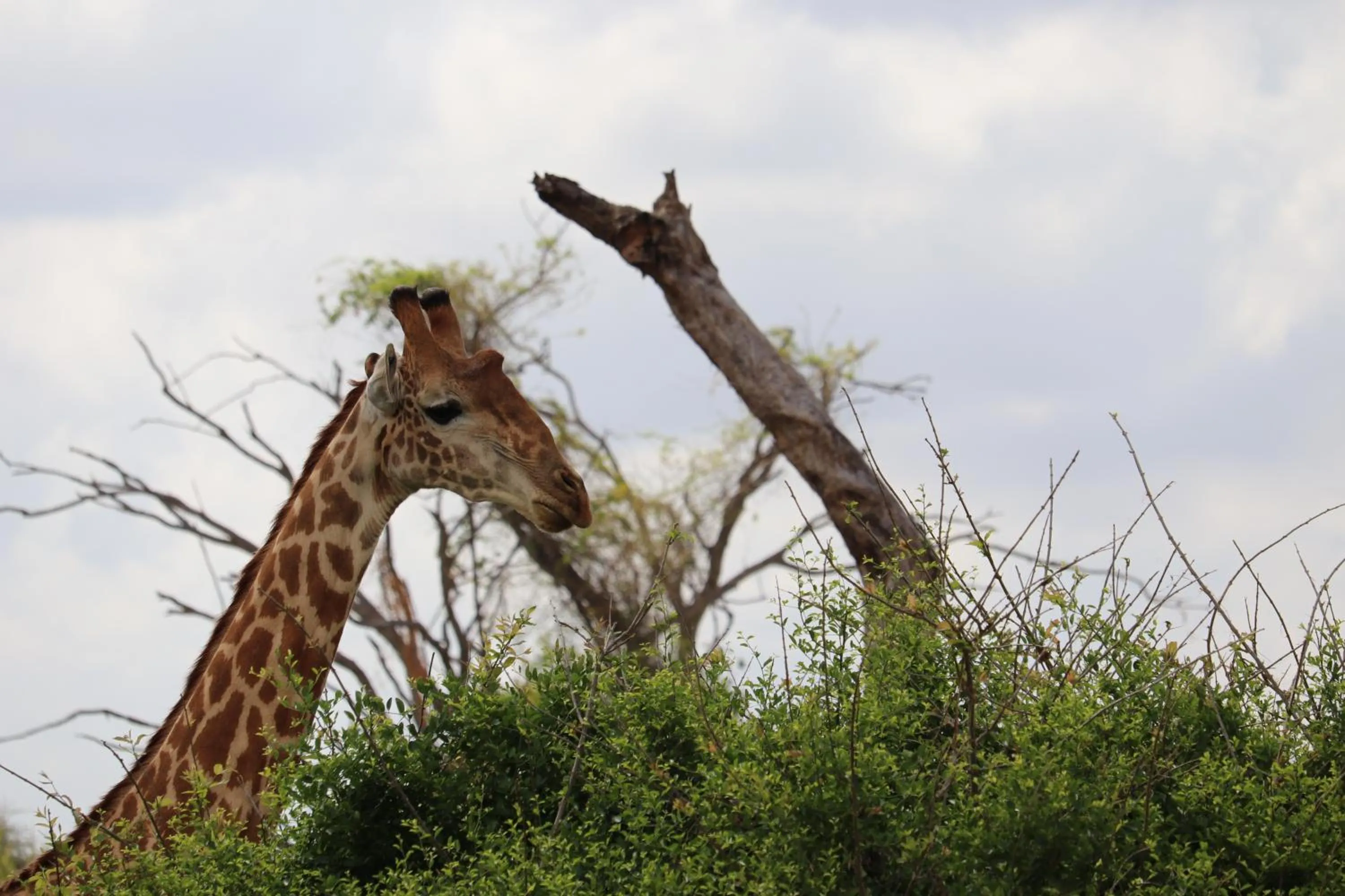 Animals in Tausa Tsavo Eco Lodge