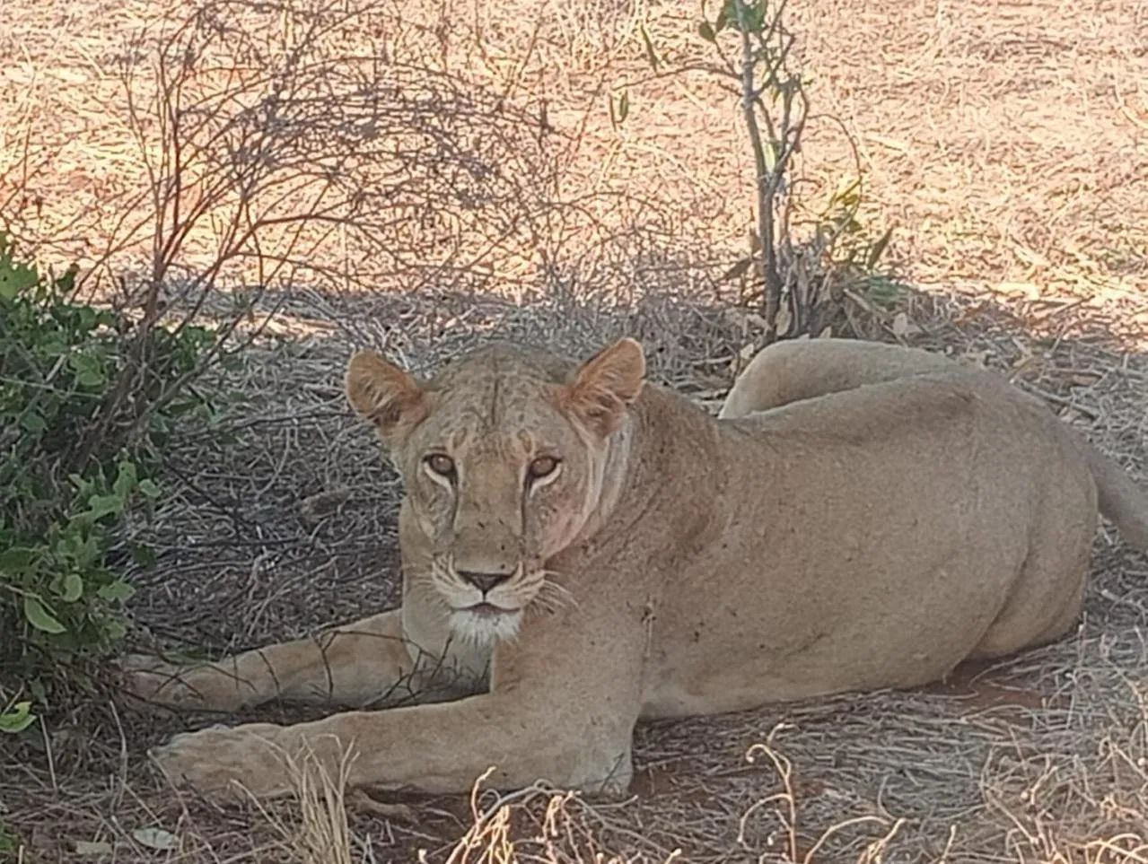 Tausa Tsavo Eco Lodge