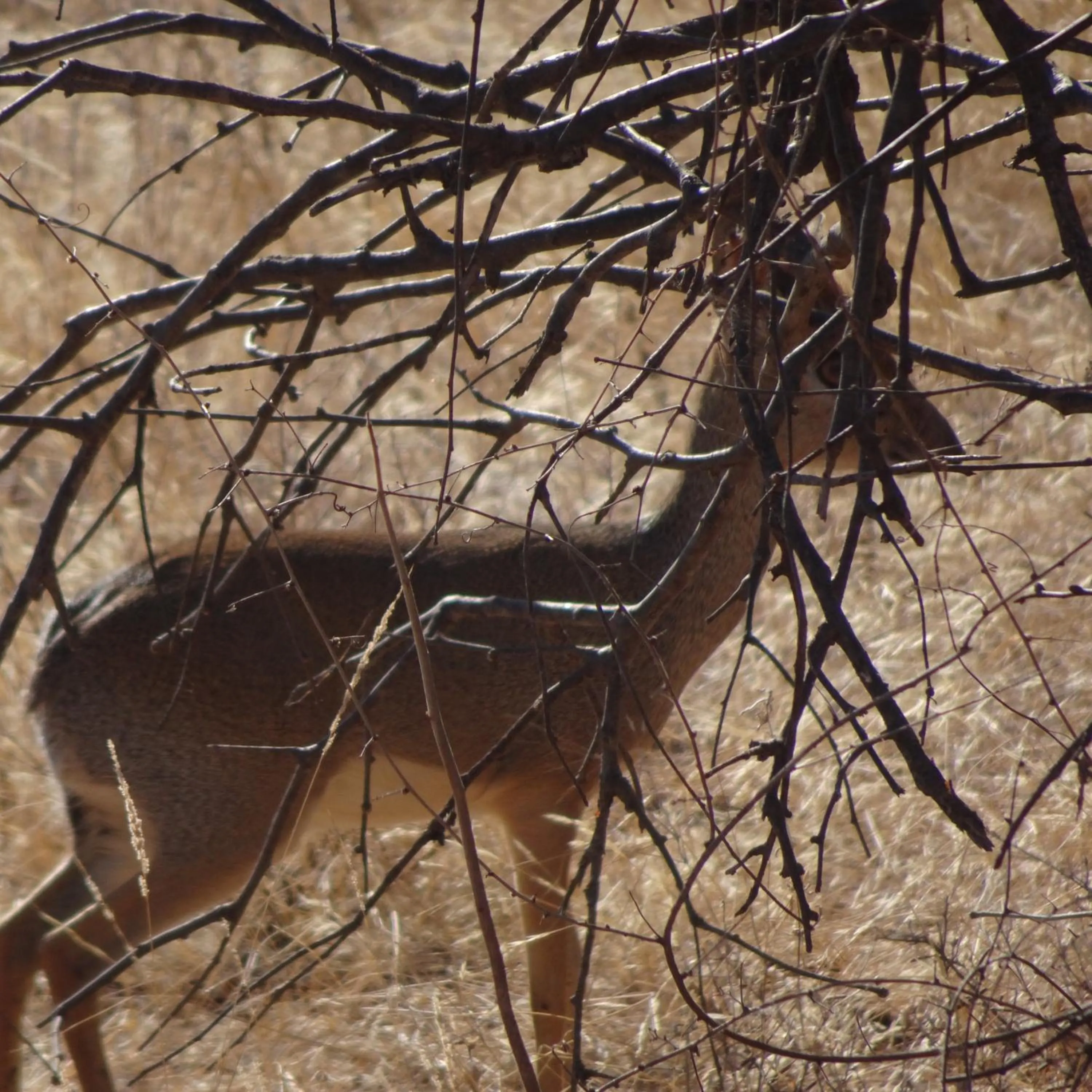 Tausa Tsavo Eco Lodge