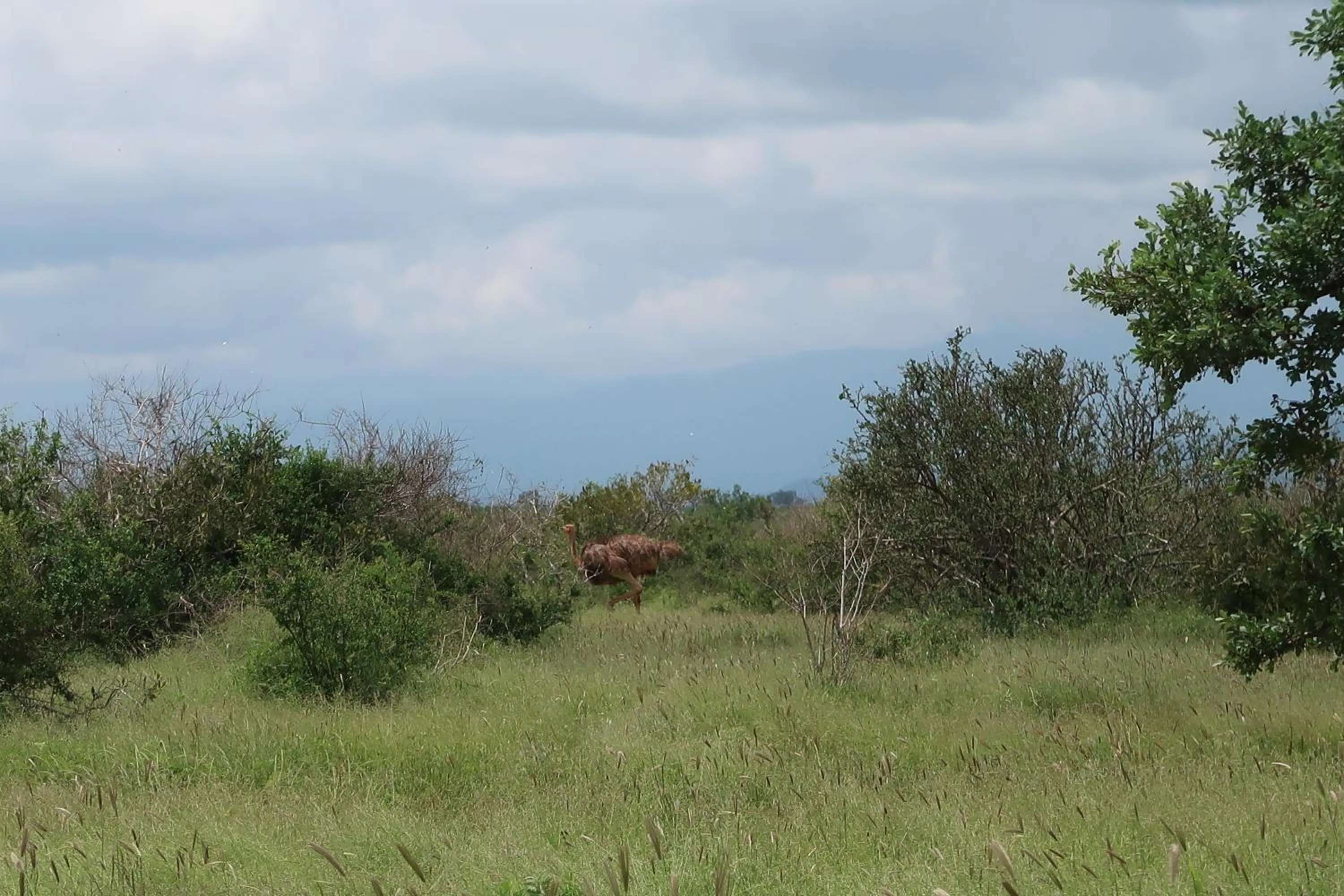 Tausa Tsavo Eco Lodge