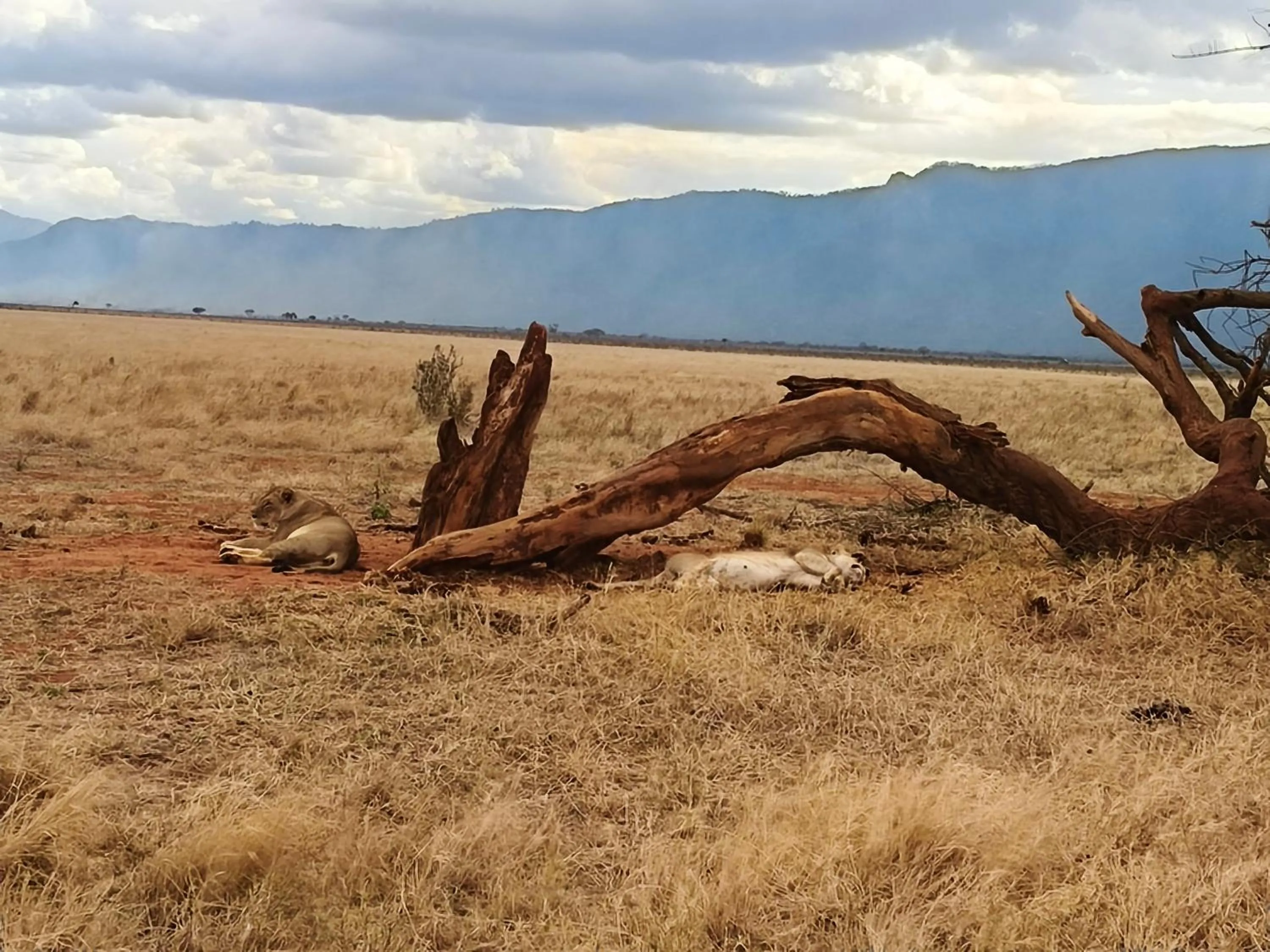 Mountain view in Tausa Tsavo Eco Lodge
