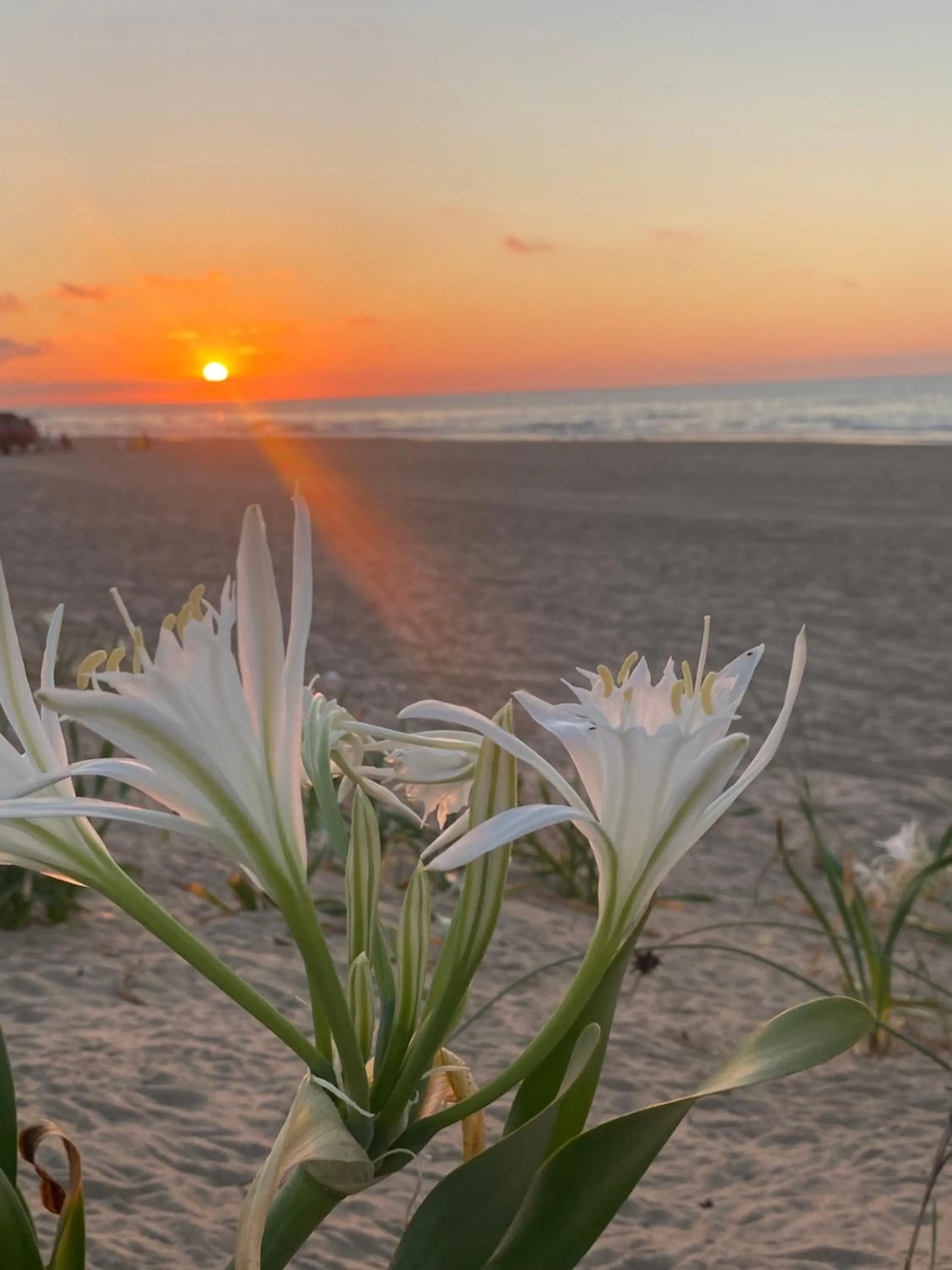 Natural landscape in Tarihi Kumbaba Otel