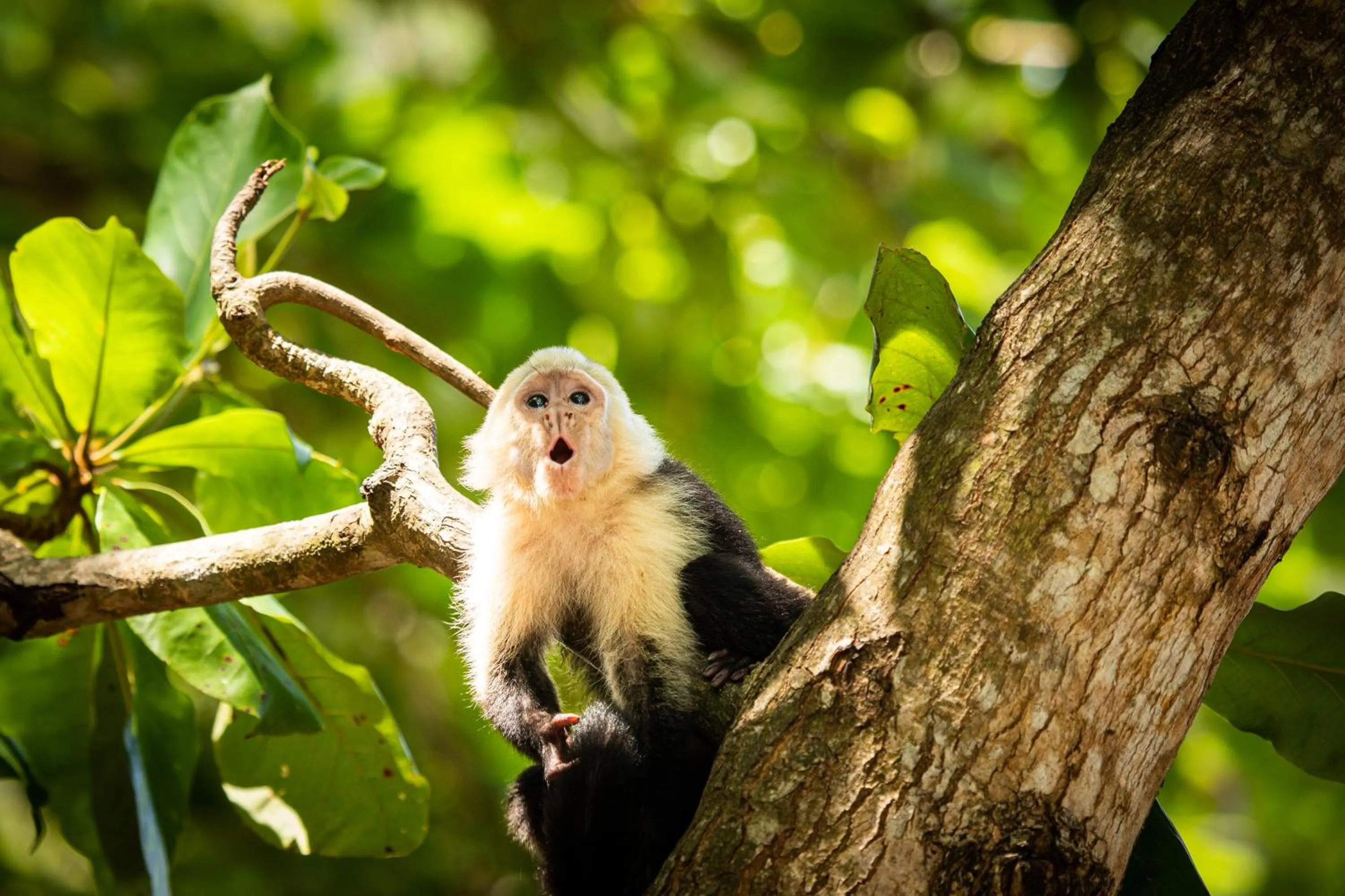 Animals in El Faro Containers Beach Hotel