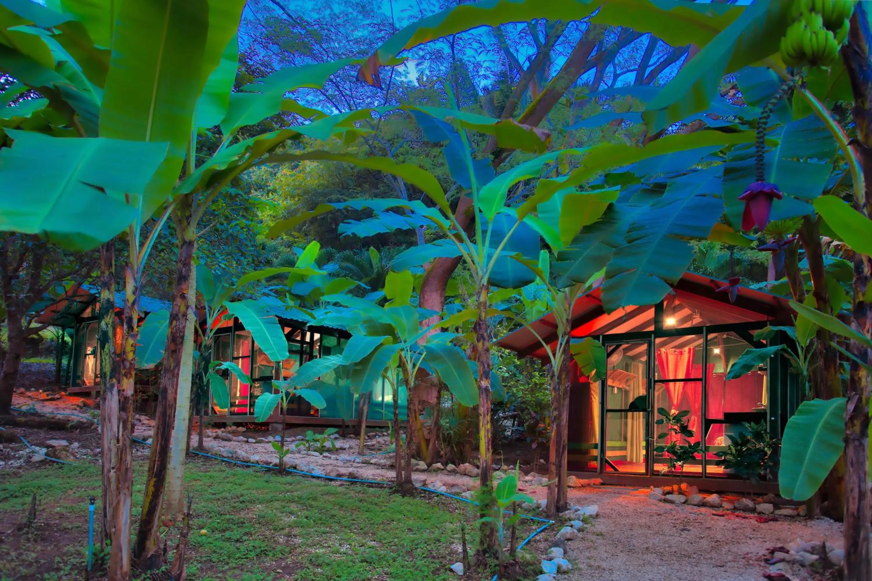 Garden view in Jungles Edge Hotel, Jiu Jitsu, Muay Thai Retreat Center