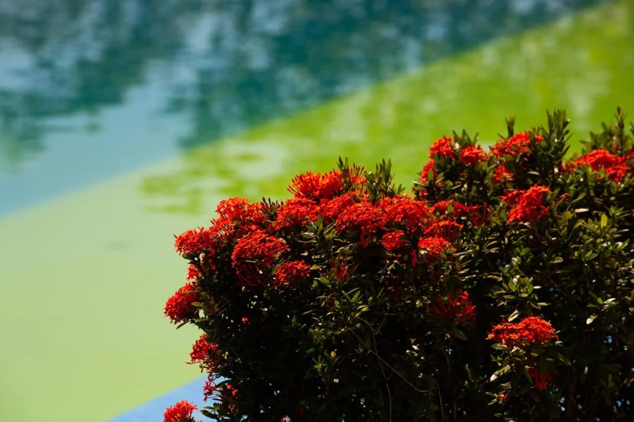 Swimming pool in Jungles Edge Hotel, Jiu Jitsu, Muay Thai Retreat Center