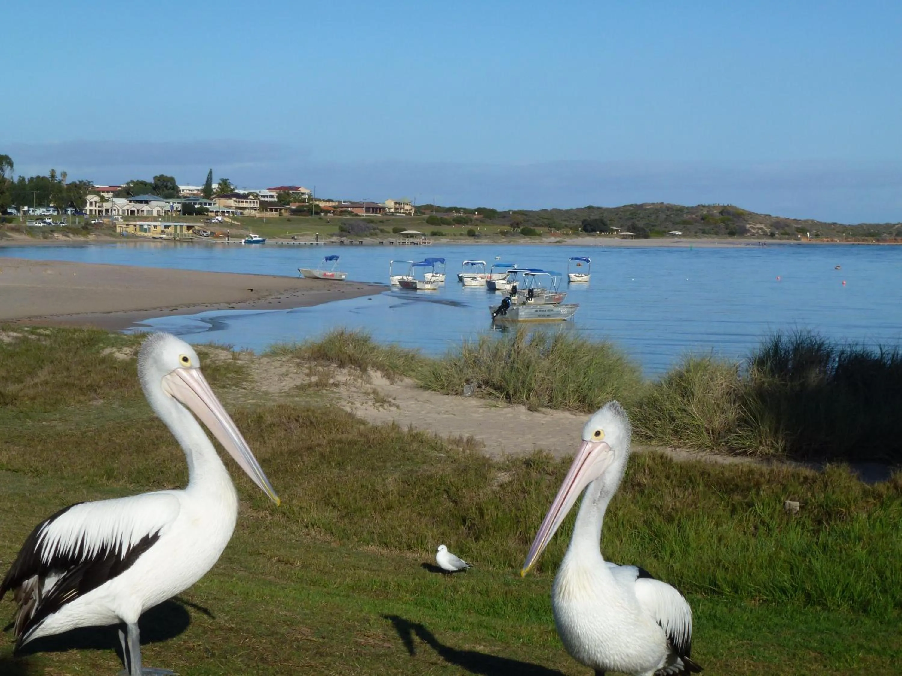 Animals in Pelican's Nest