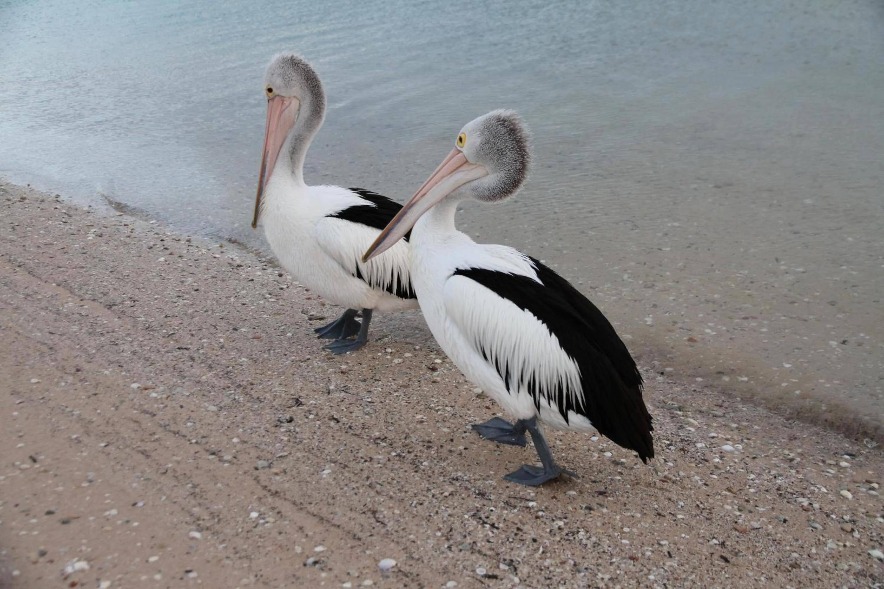 Off site in Pelican's Nest