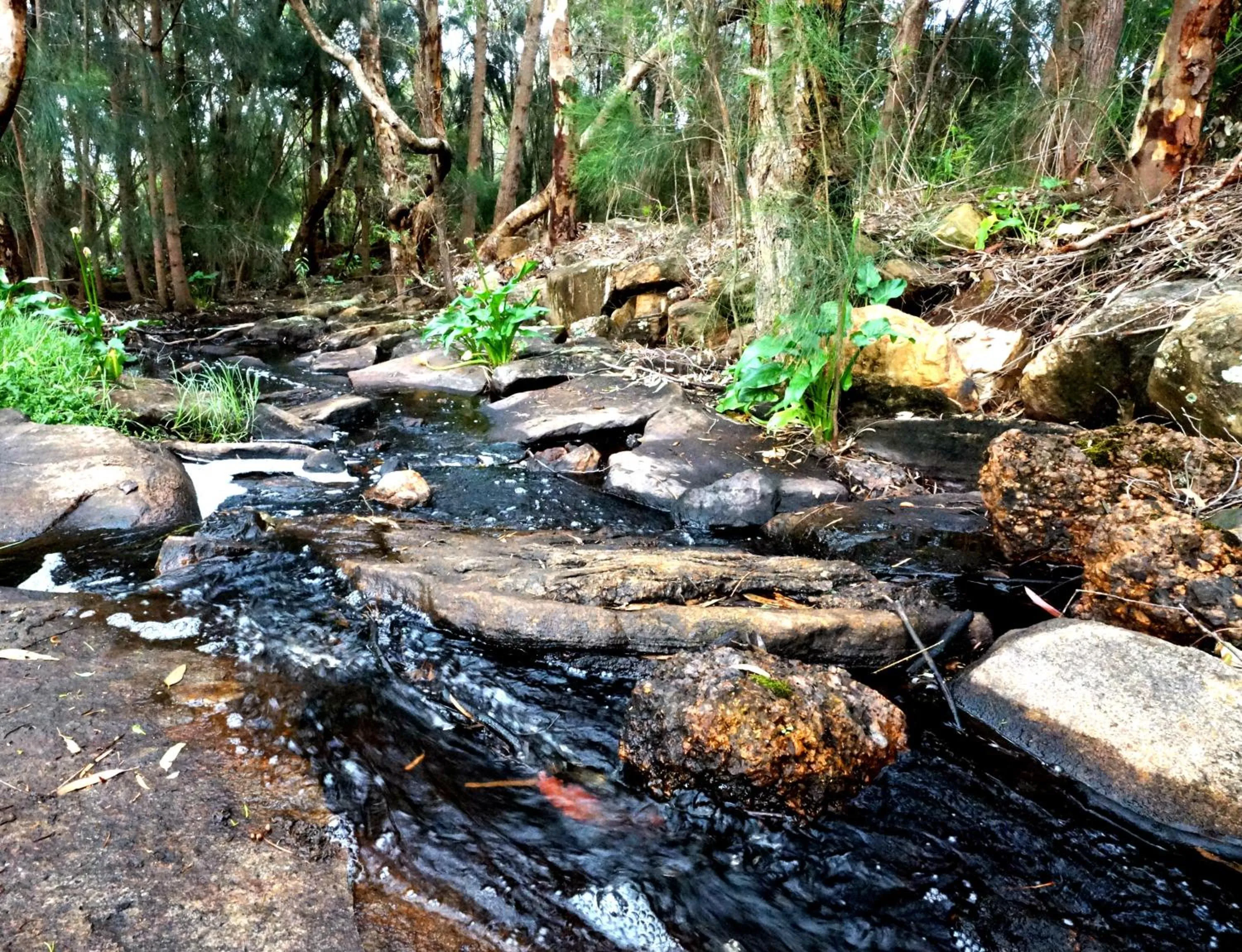 Day in Bushy Lake Chalets