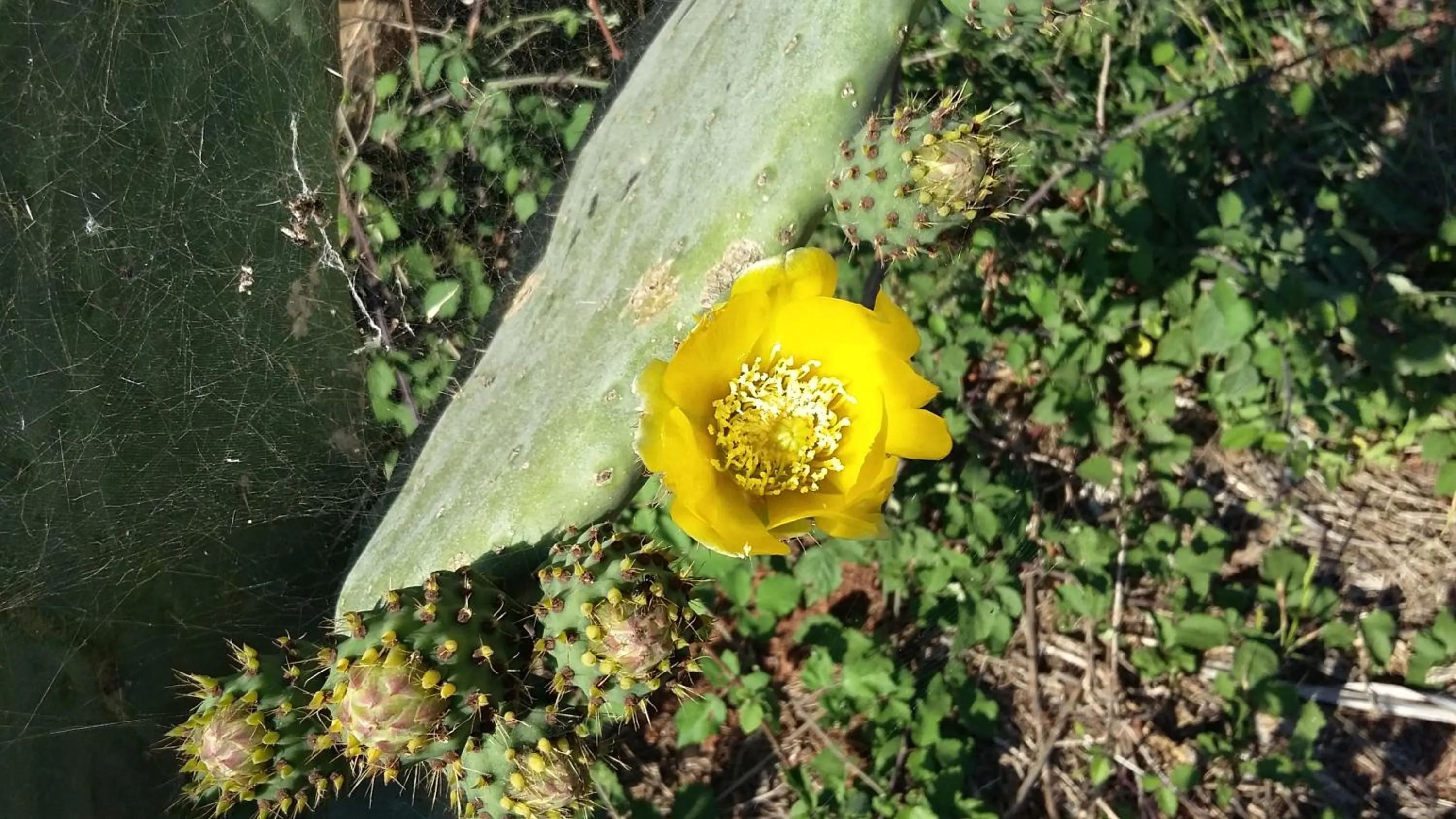 Garden in Tenuta Terenzano