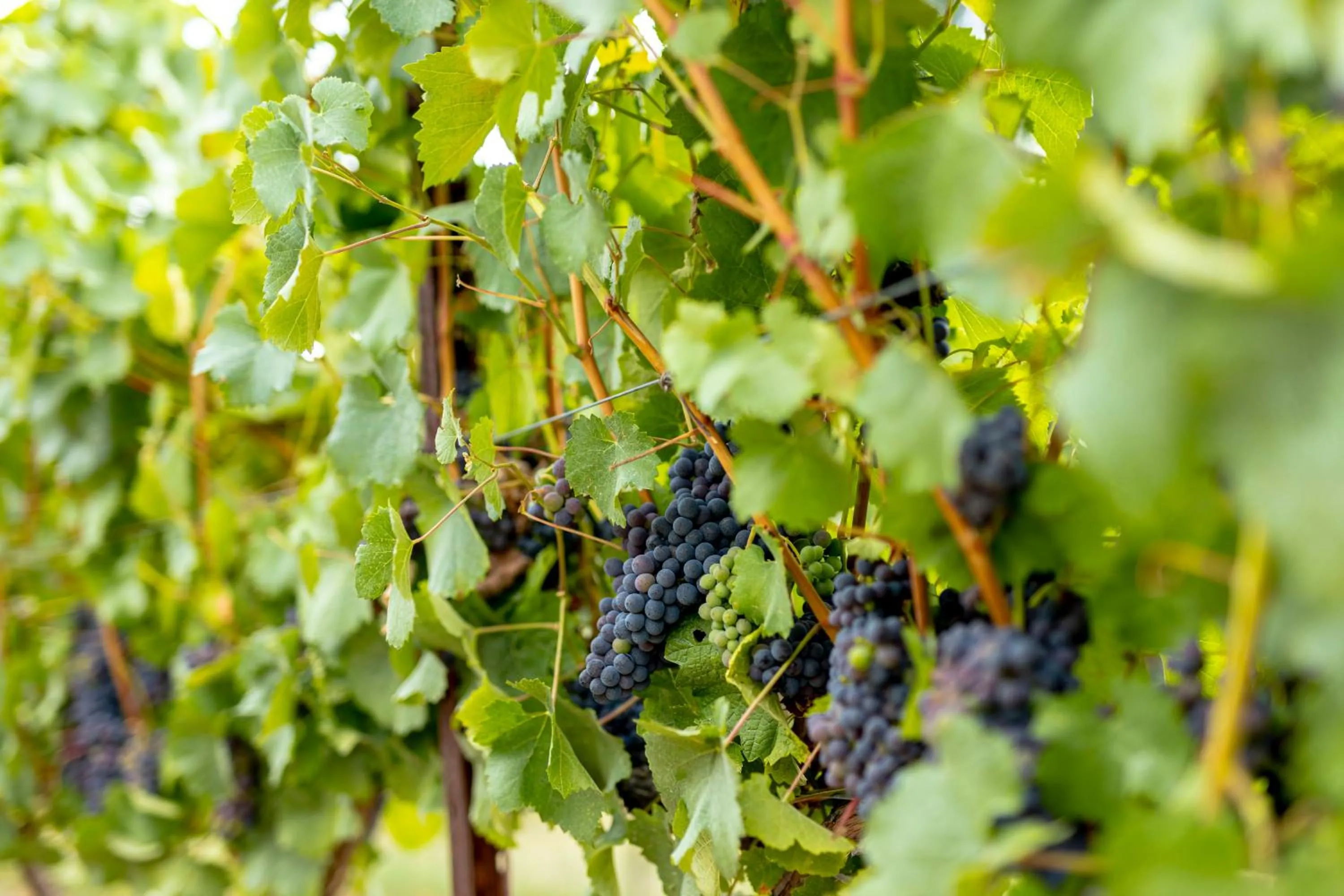 Natural landscape in Valverde Santar Hotel & SPA - Relais & Châteaux