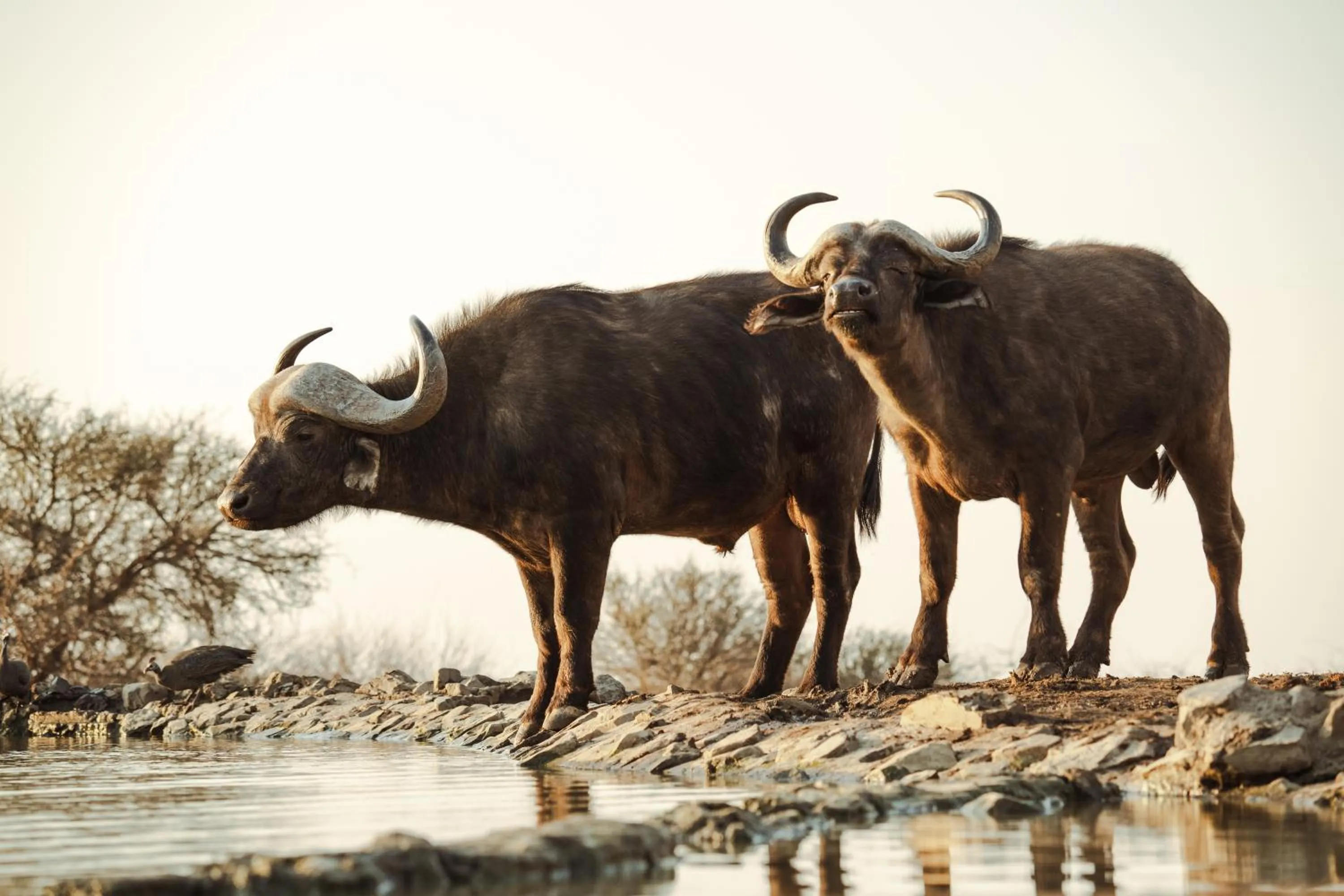 Day in Last Word Madikwe