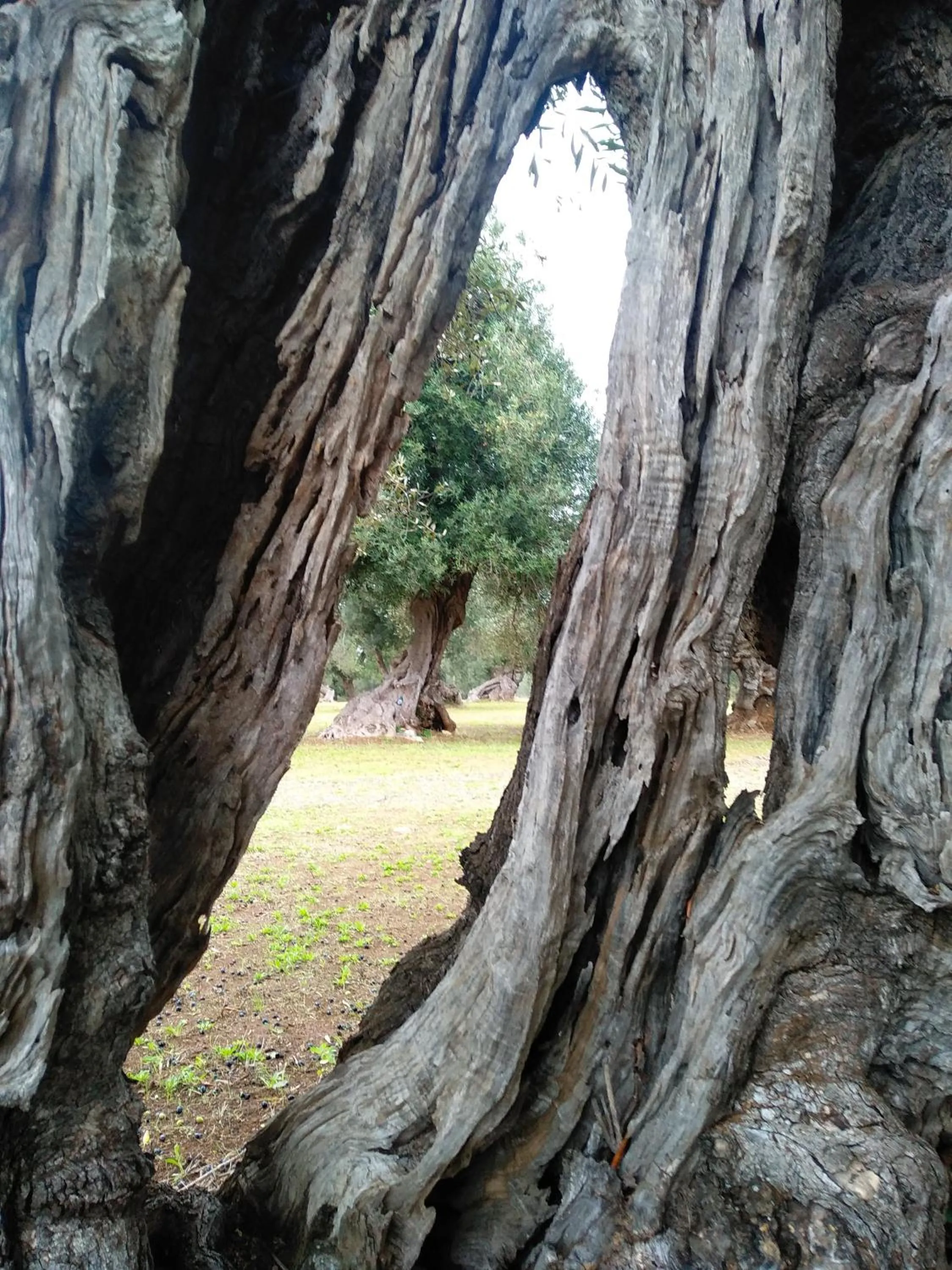 Natural landscape in B&B Le Vele